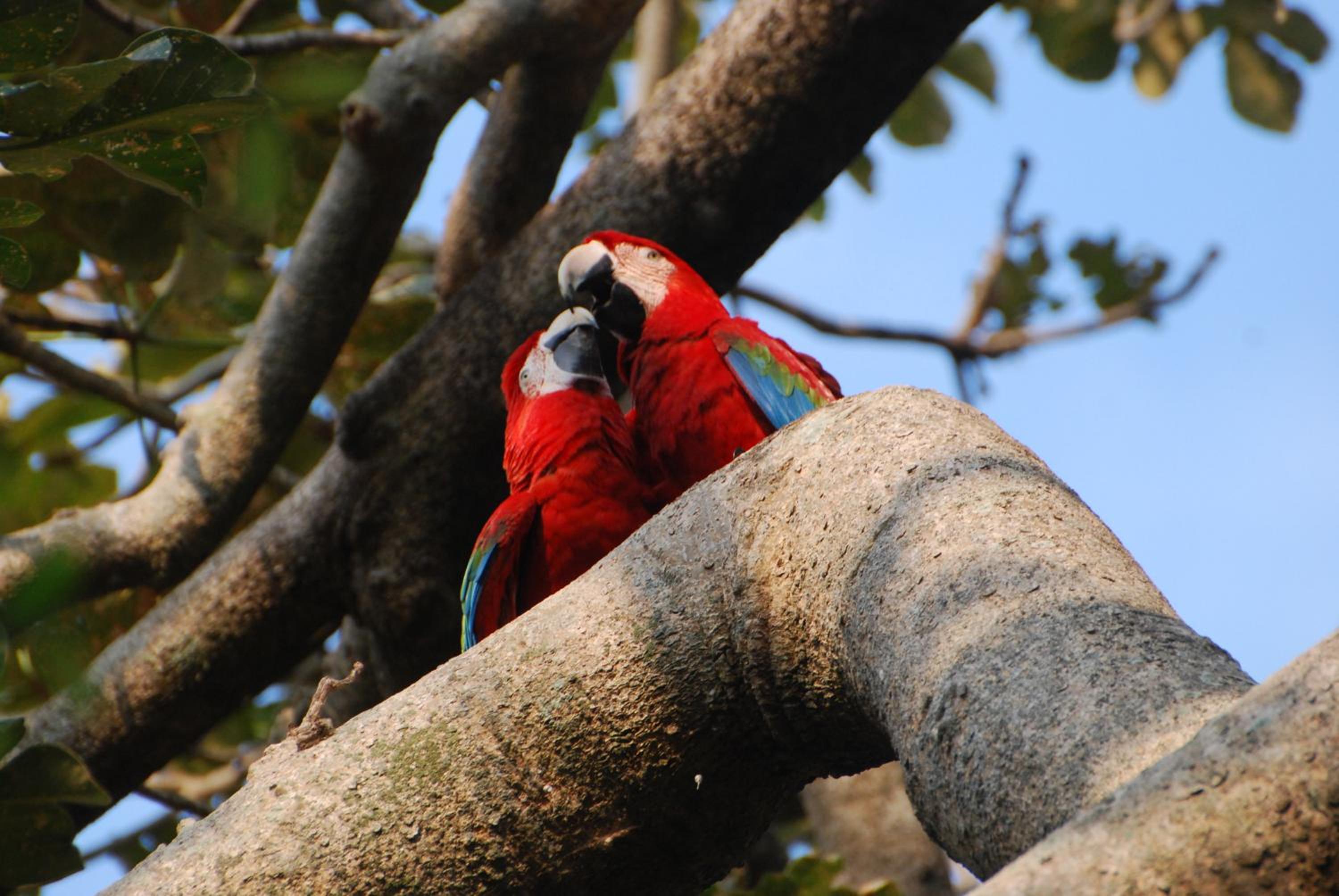 Hostel Camping Road Park Pantanal Sul