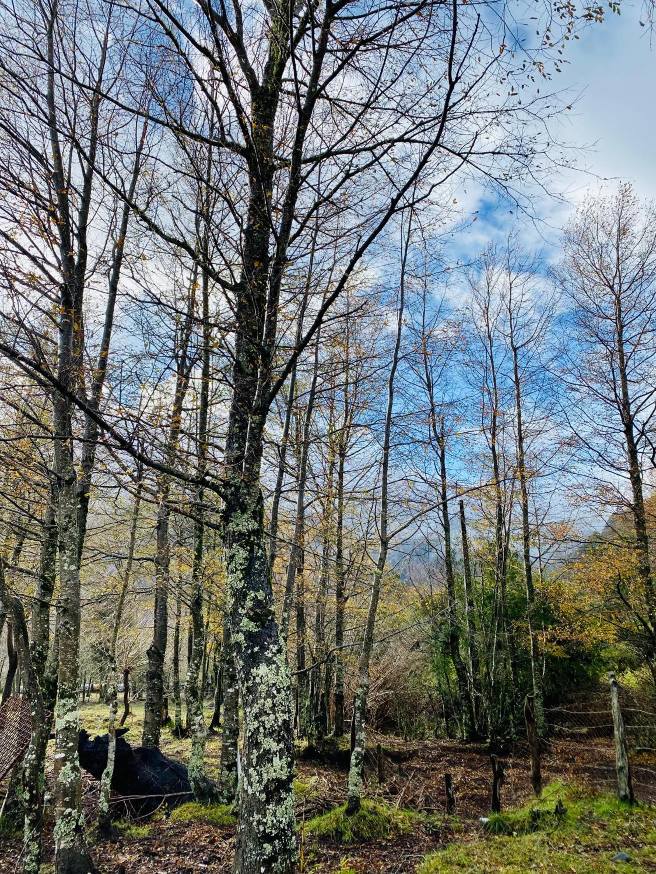 Cabañas Valle Carén