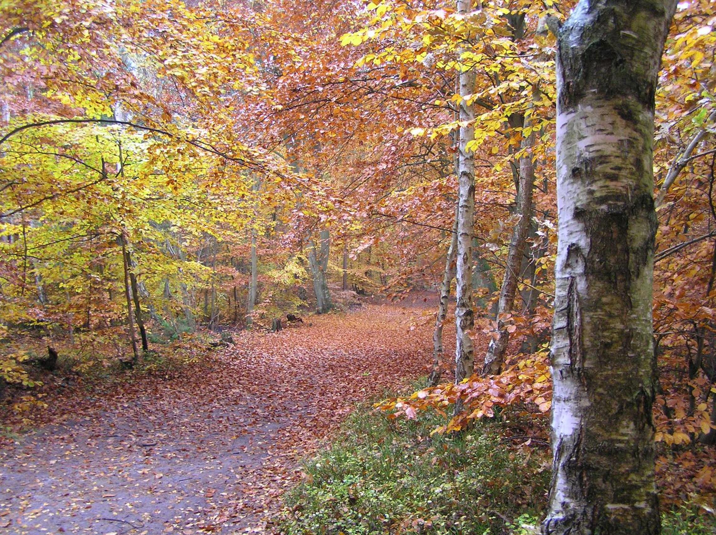 Eichenblick