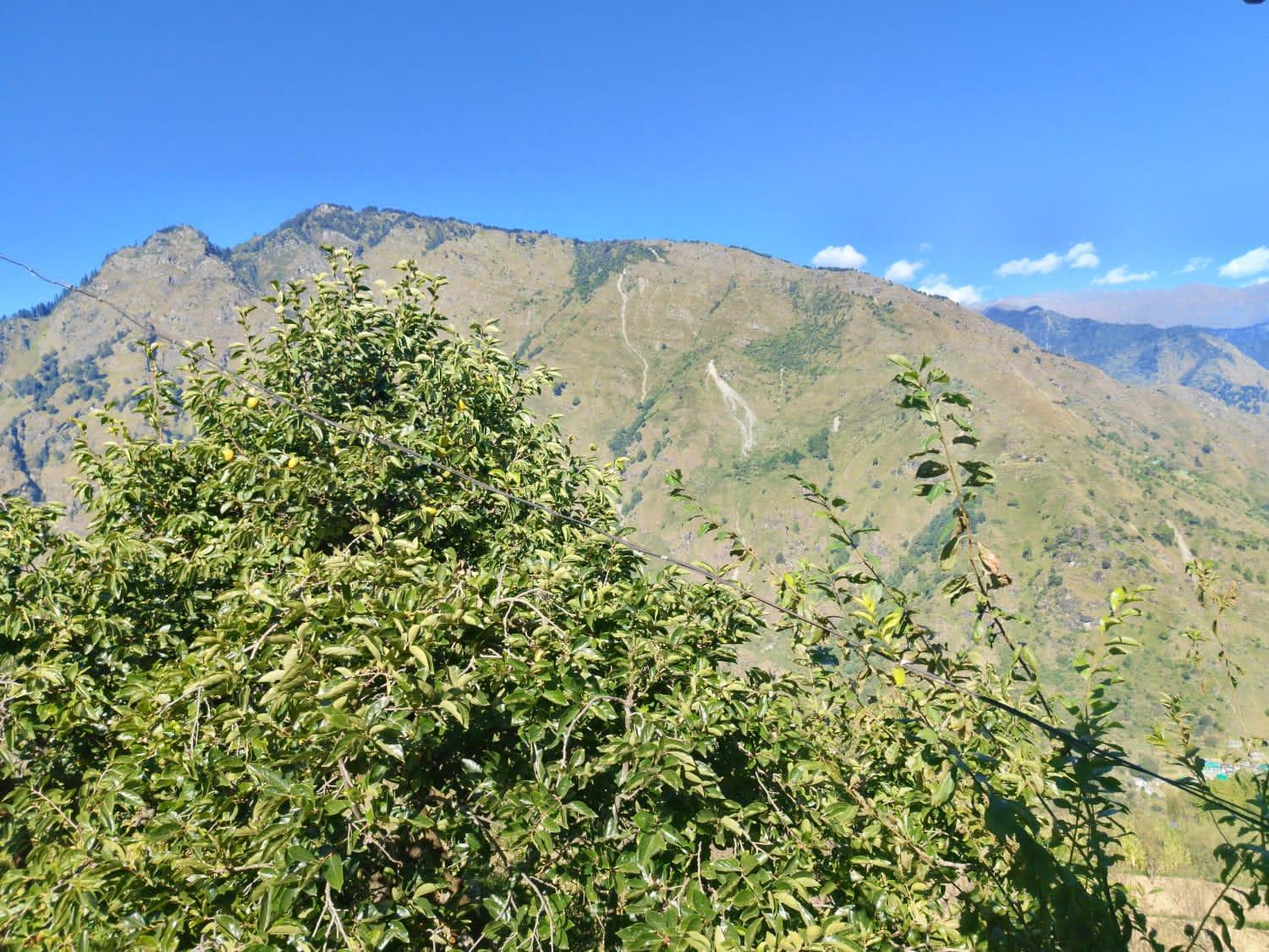 Himalayan Nest Sharan