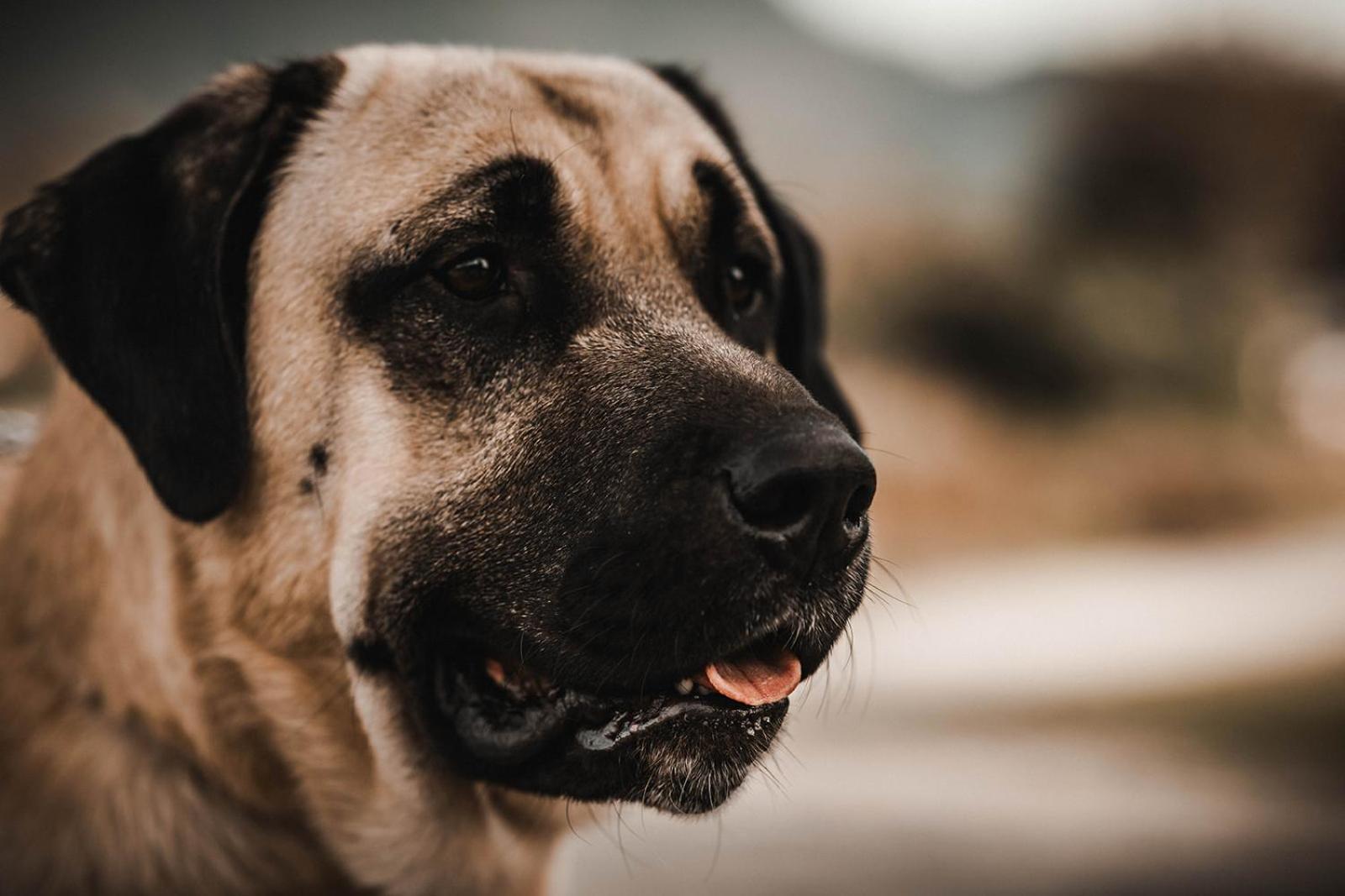 Stirling House