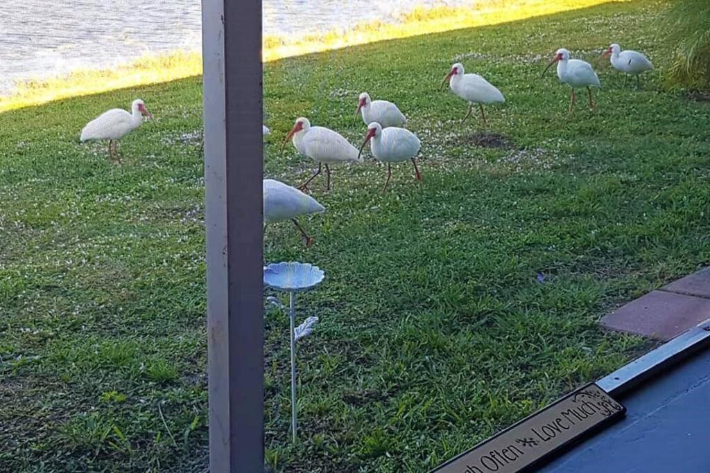 Woodstork Pond Cottage view 4