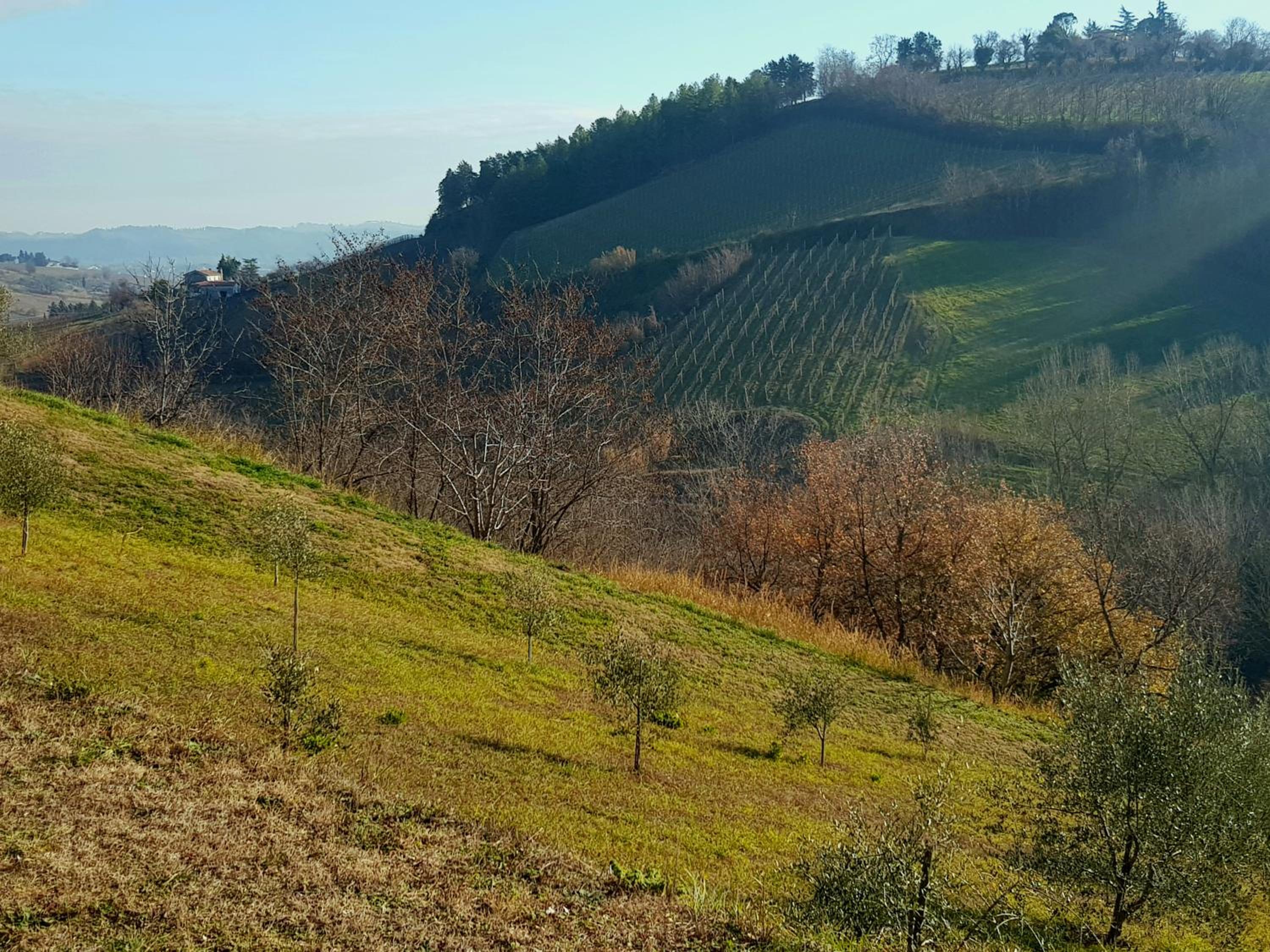 Azienda agricola biologica Le Lucciole view 4