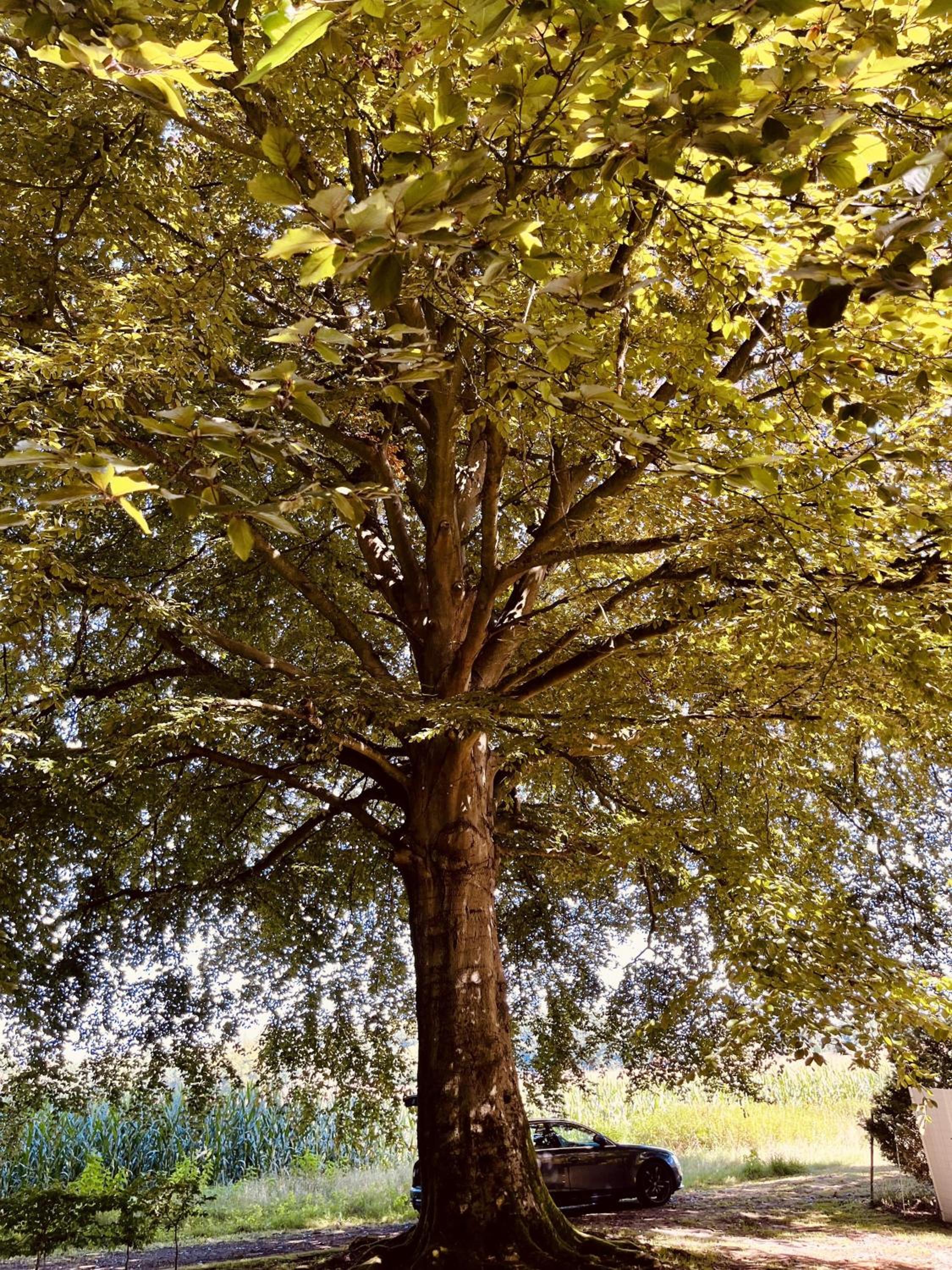 Heideglück an der Rotbuche