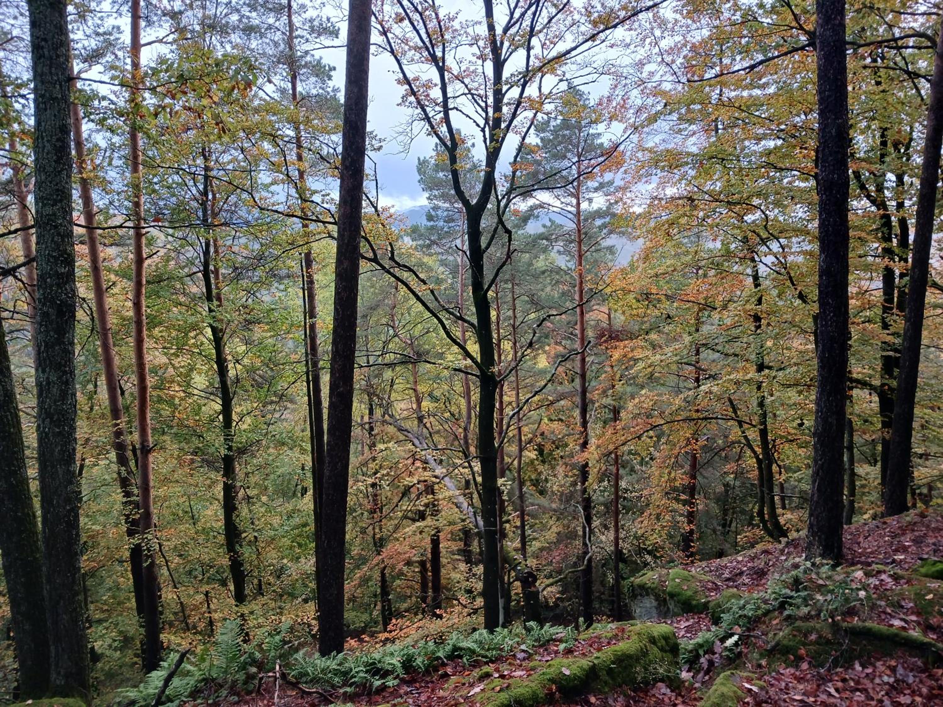 Gemütliche Fewo am Felsenwanderweg