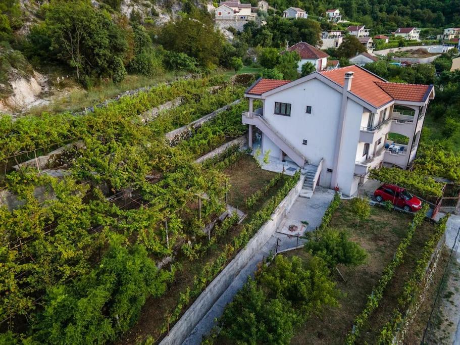 Pavle's Oasis