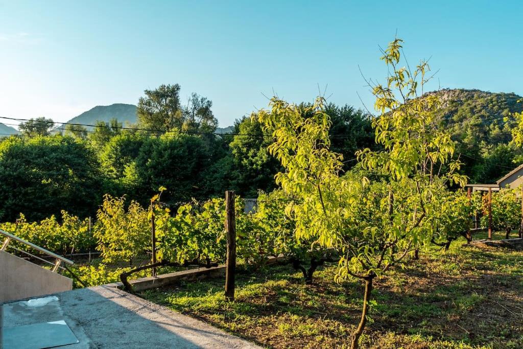 Pavle's Oasis