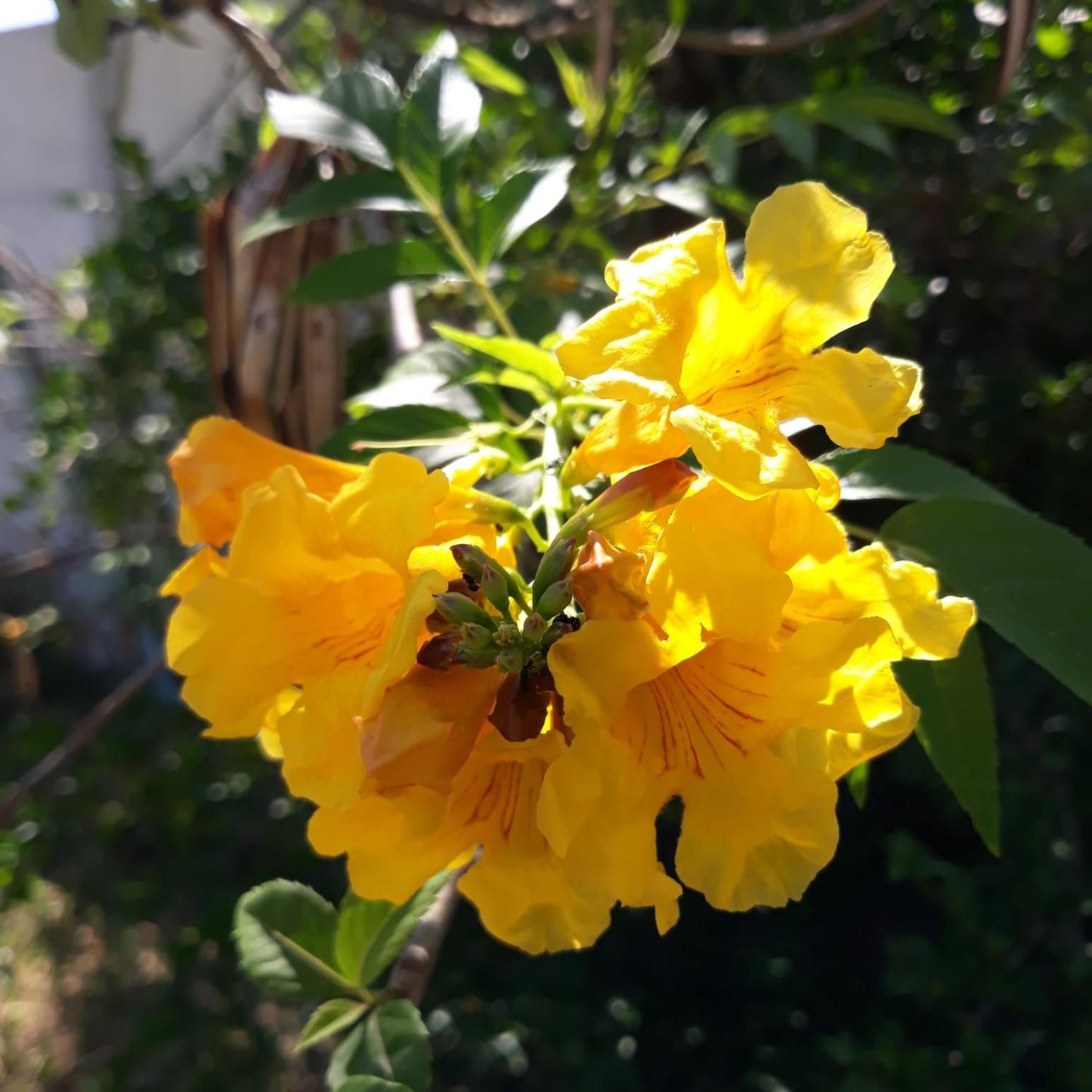 Águas de São Pedro (Casinha Vermelha)