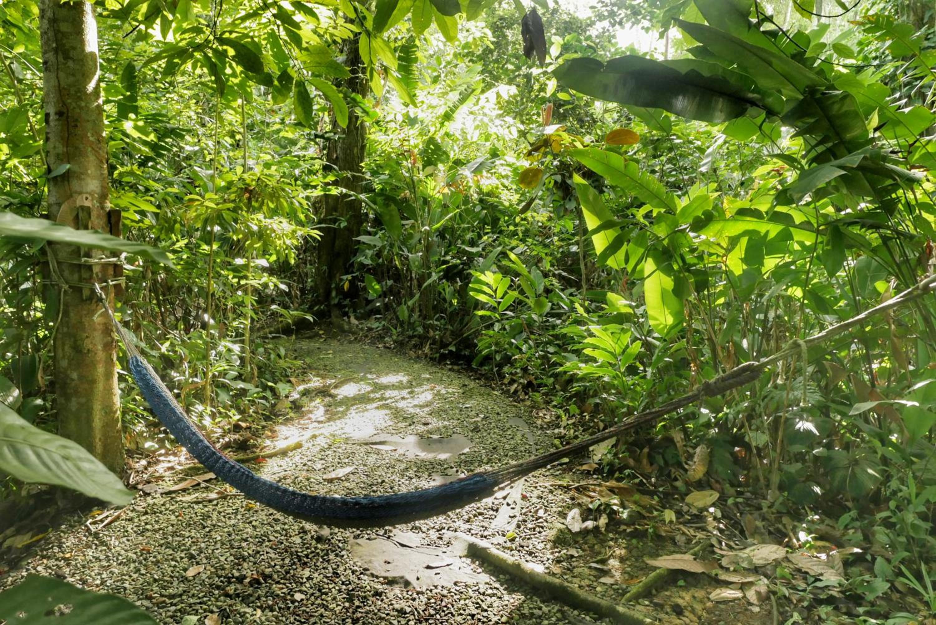 Cocoa Jungle Art Villa 8 min by car from Cocles Beach
