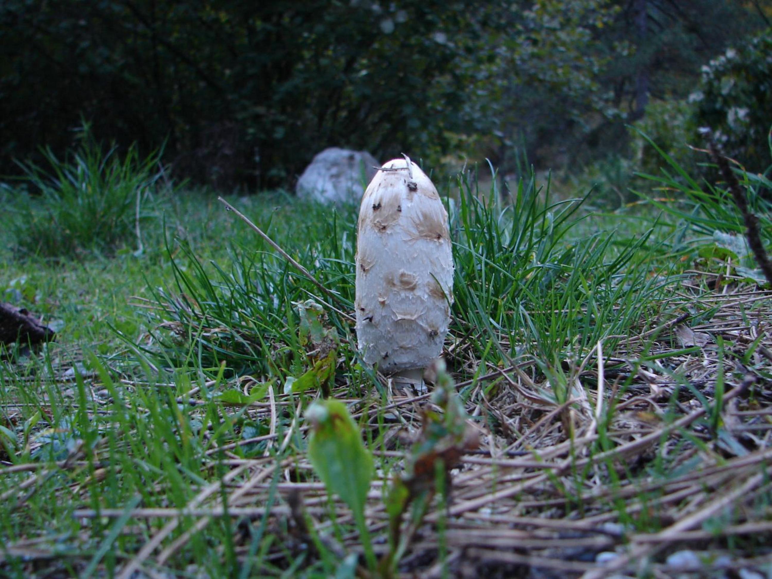 Photo 49