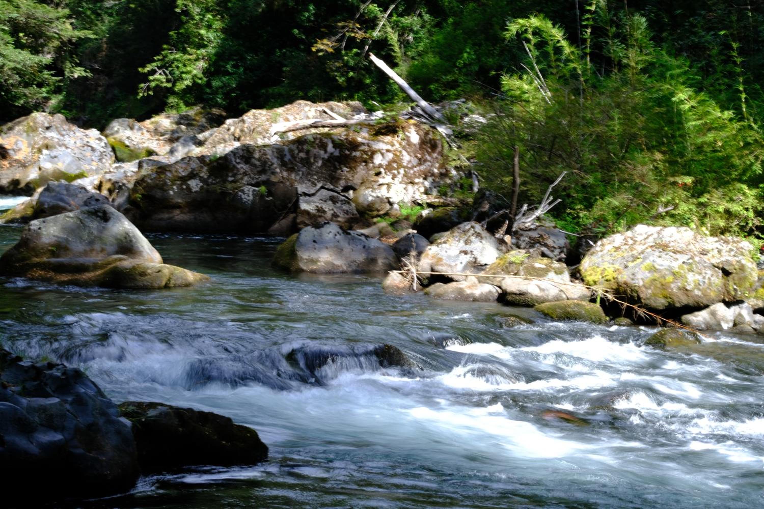 Cabaña Bosque Río