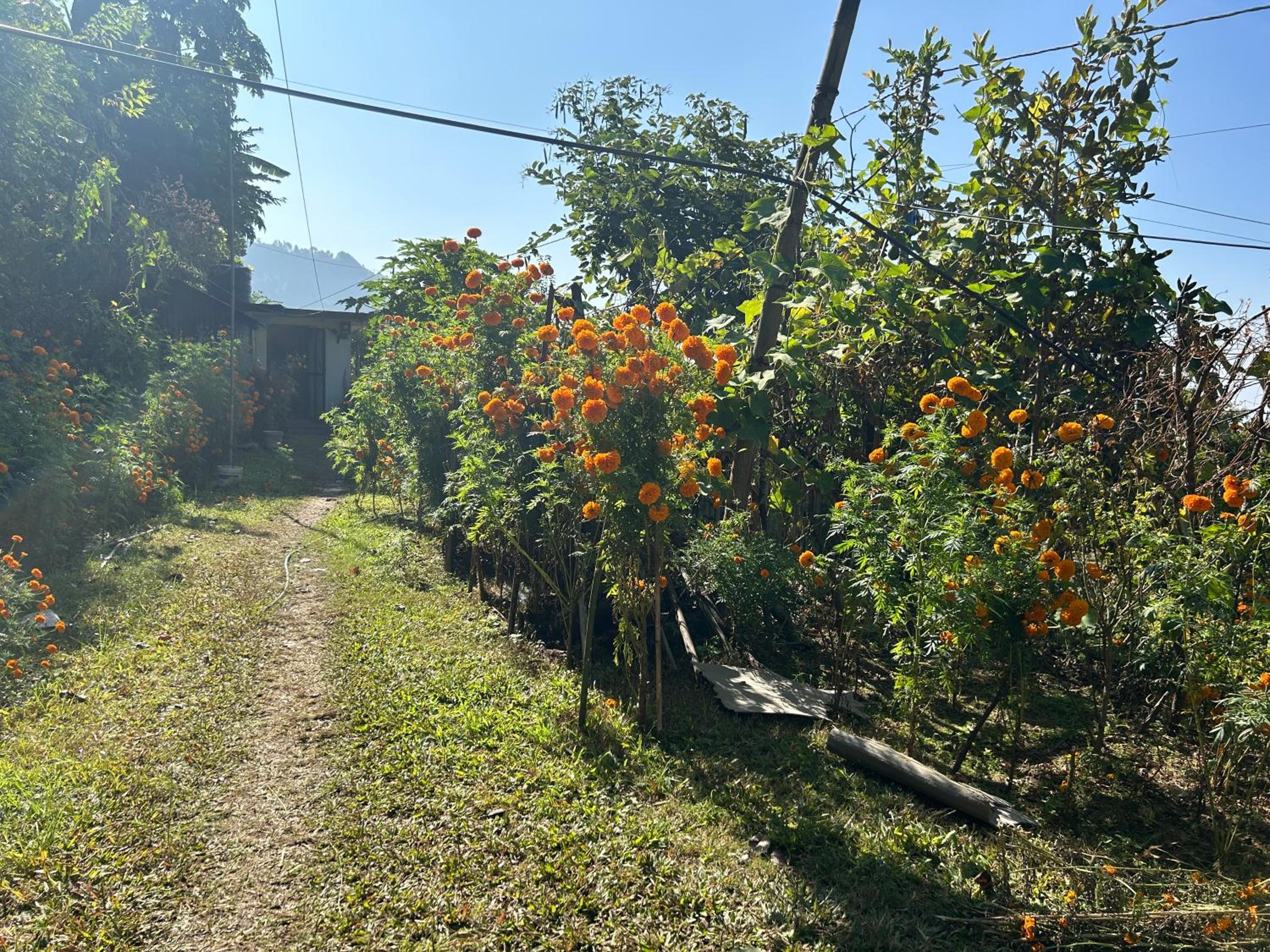 Karmidanda Village Homestay view 4