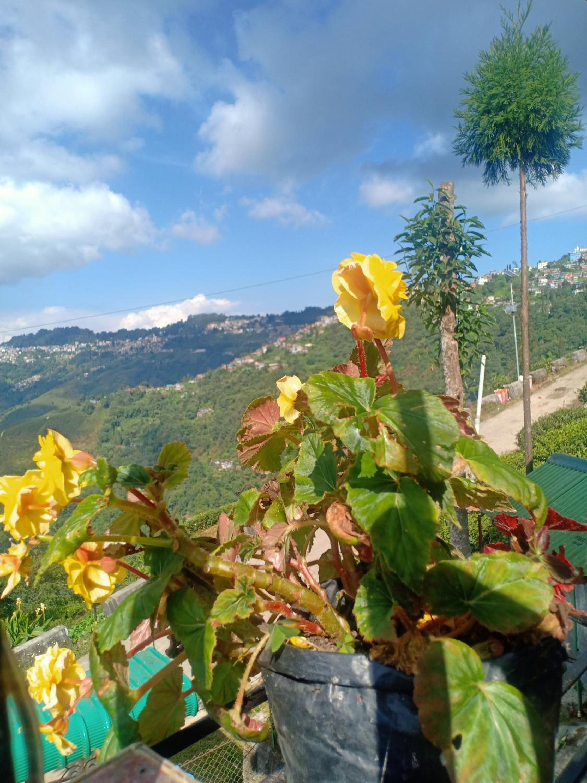 Pinewood Homestay