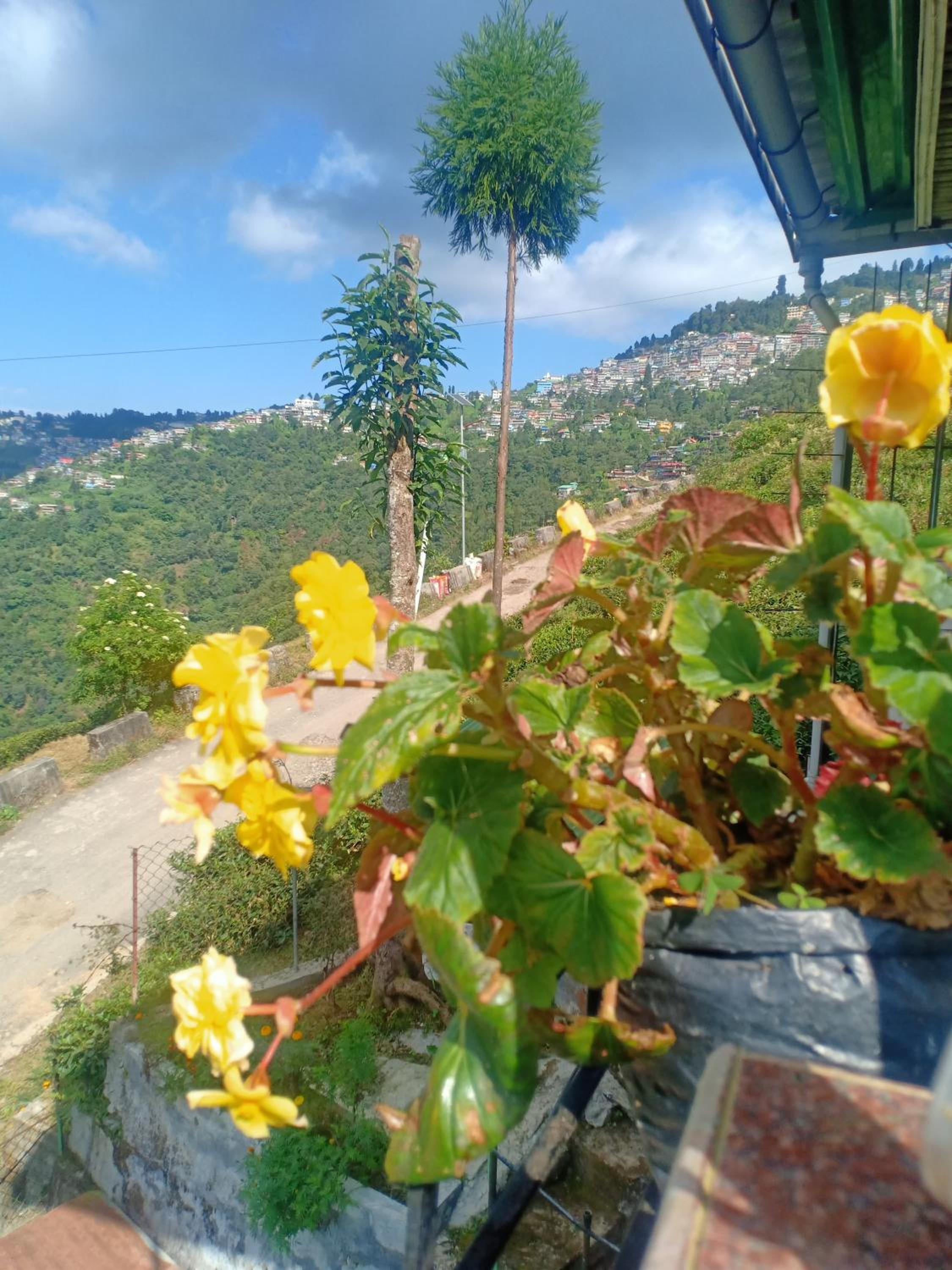 Pinewood Homestay