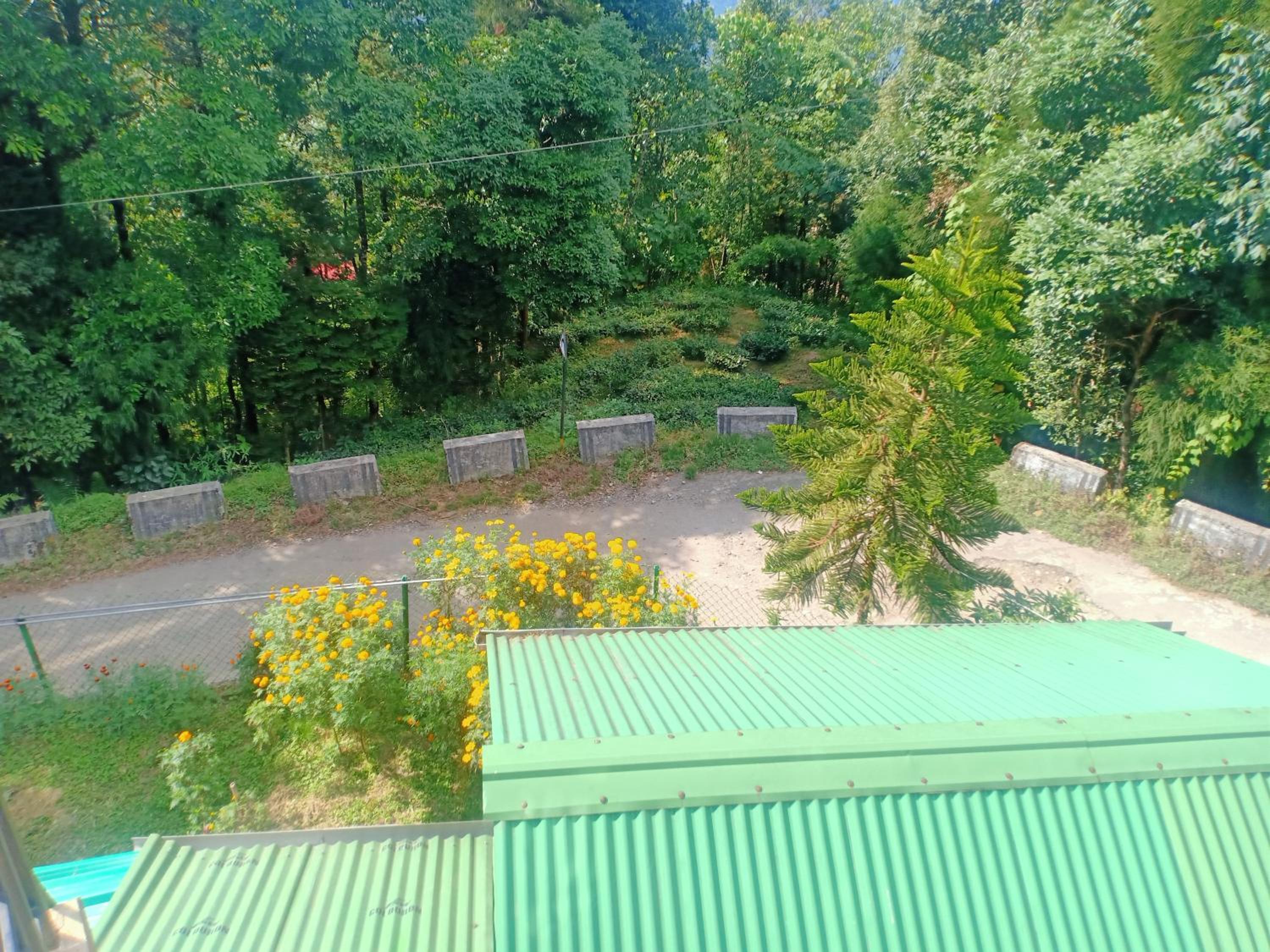 Pinewood Homestay