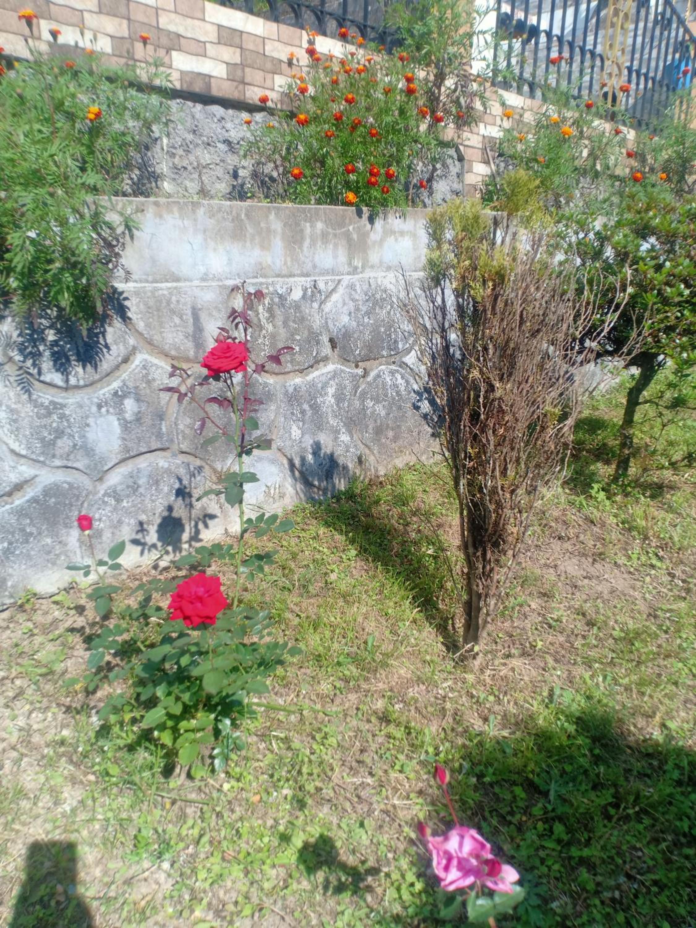Pinewood Homestay