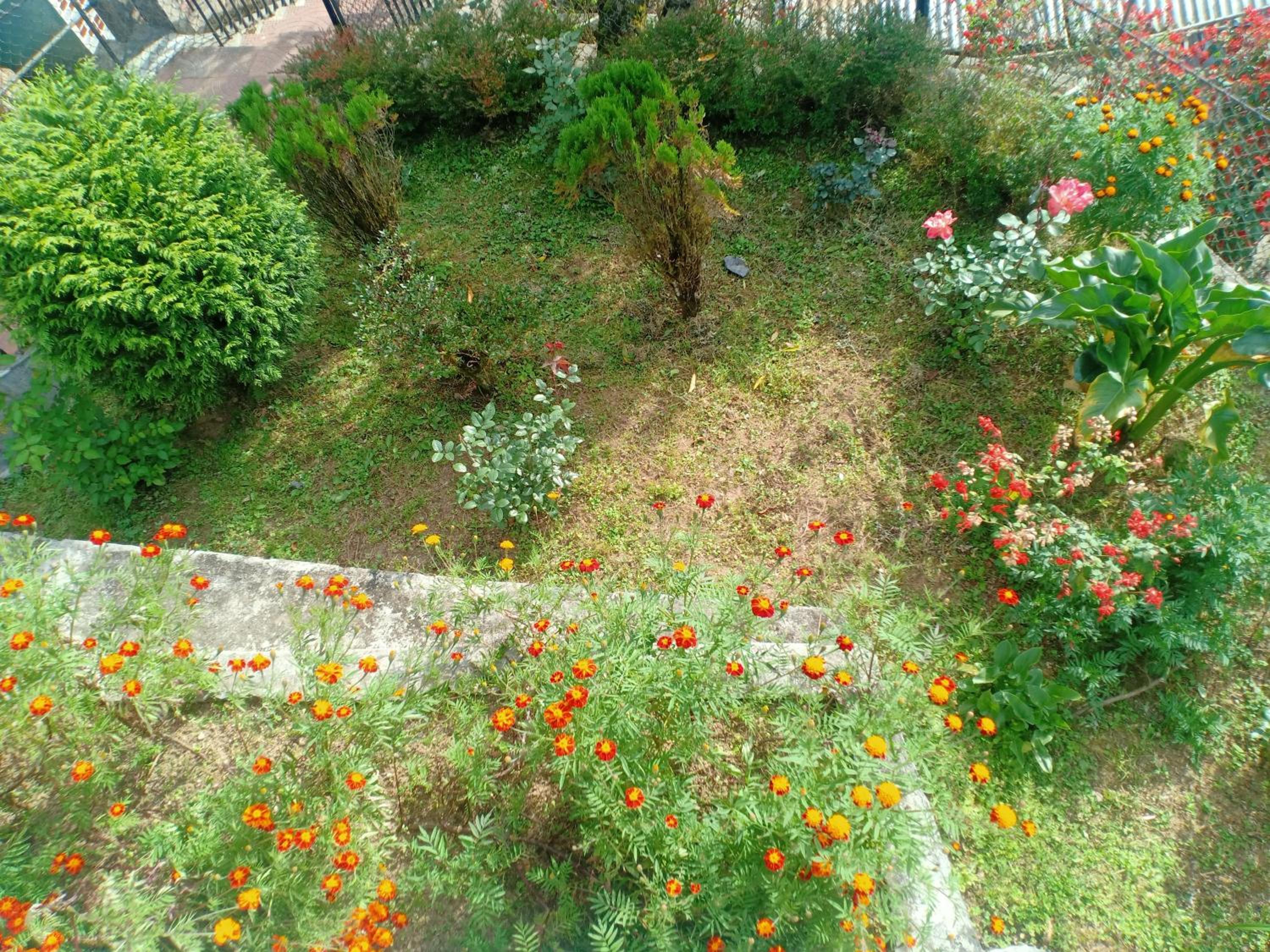 Pinewood Homestay