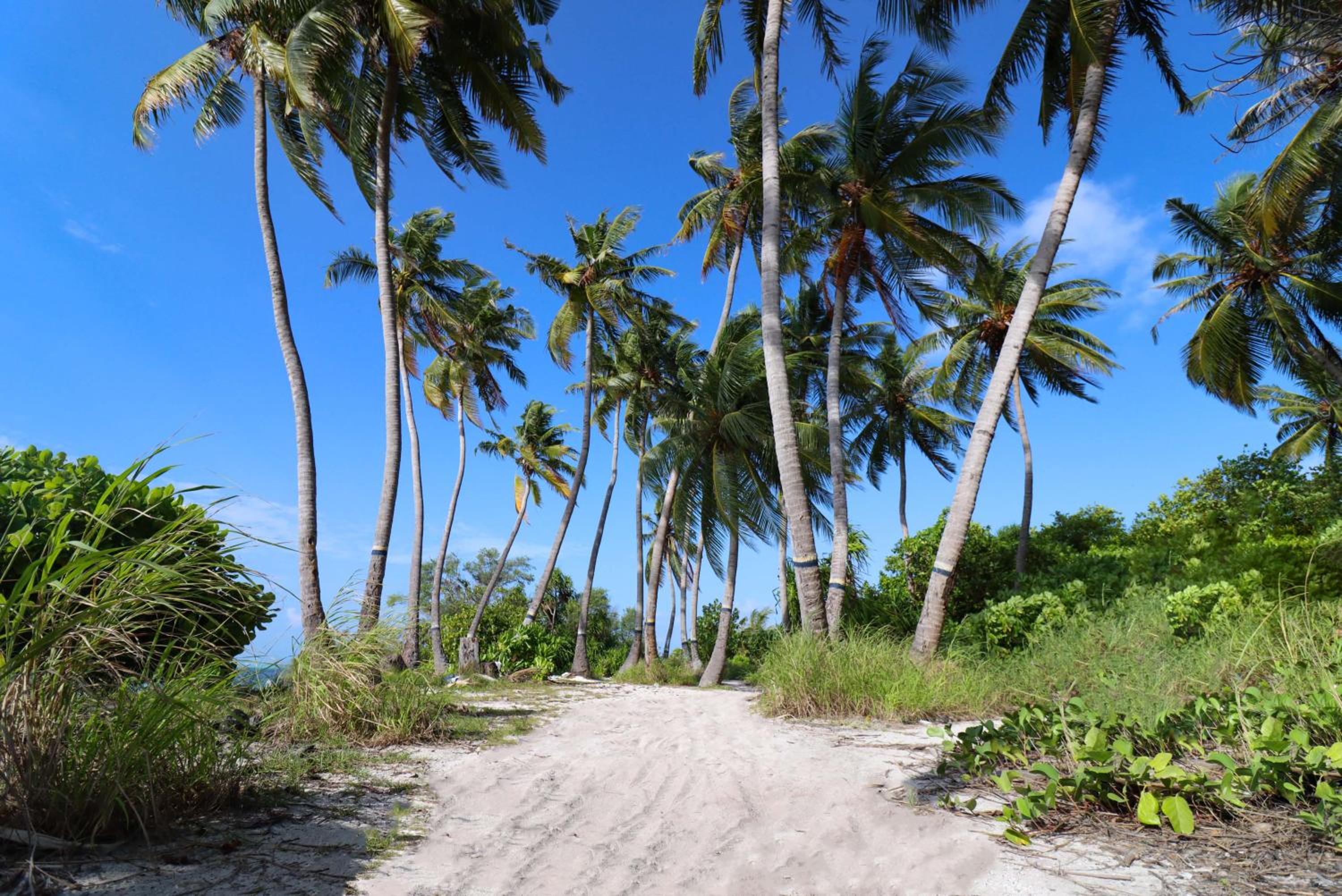 Rashu Hiyaa