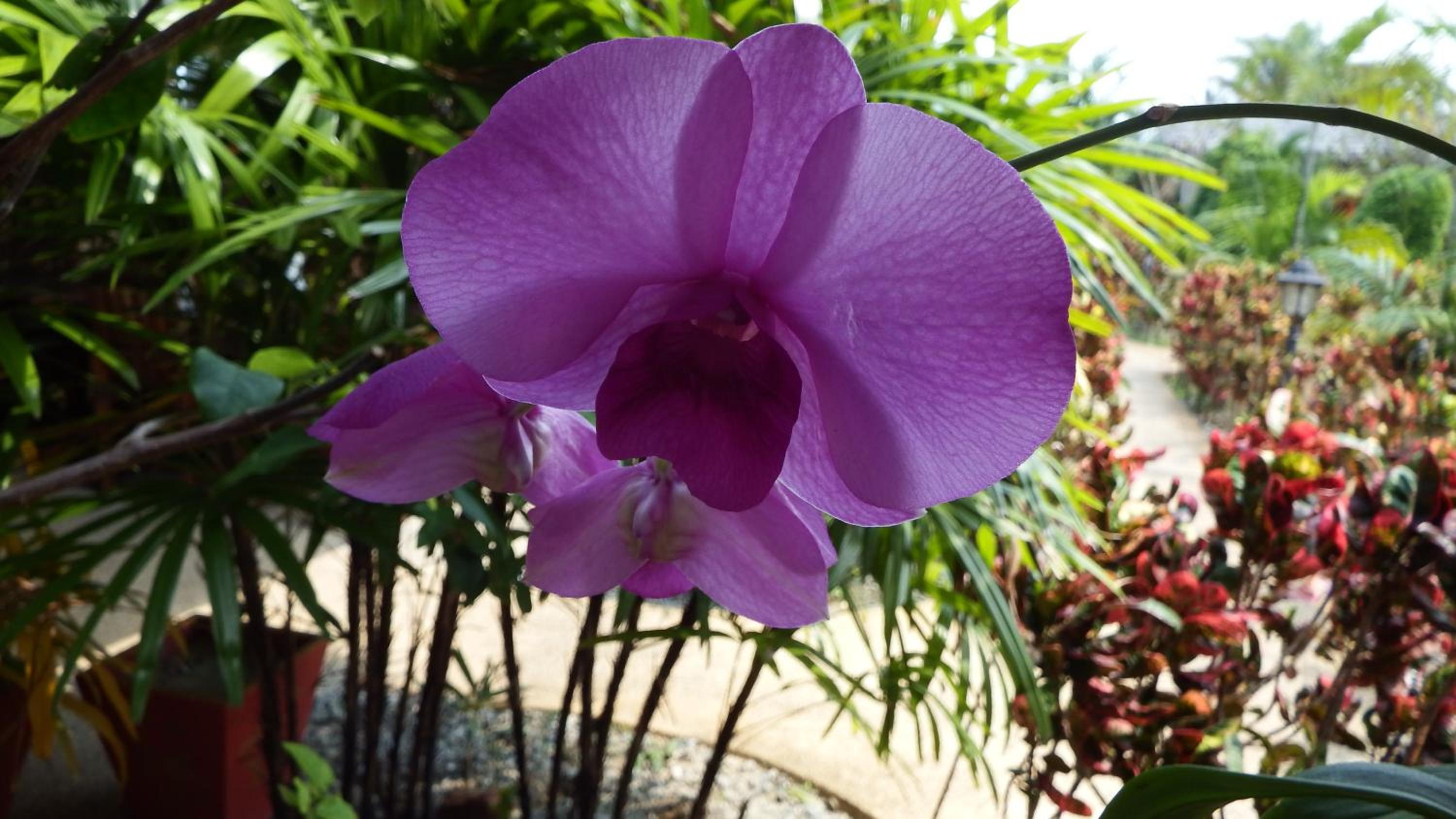 Ao Thai Resort