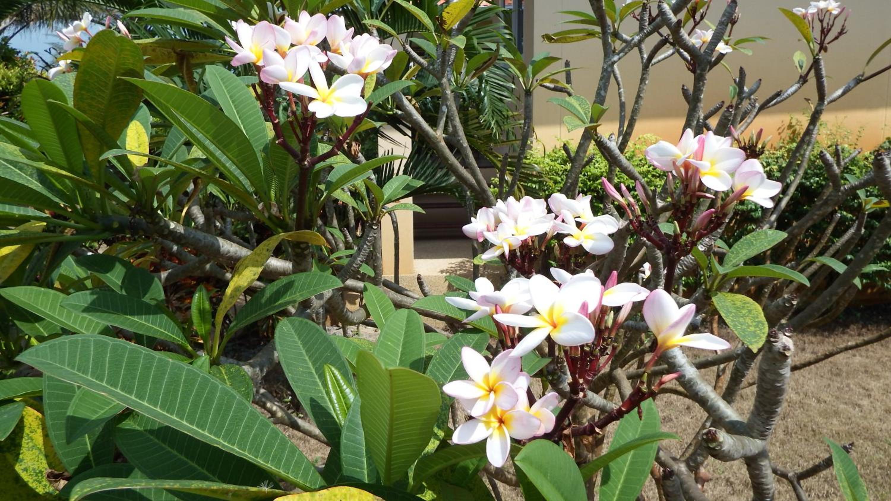 Ao Thai Resort