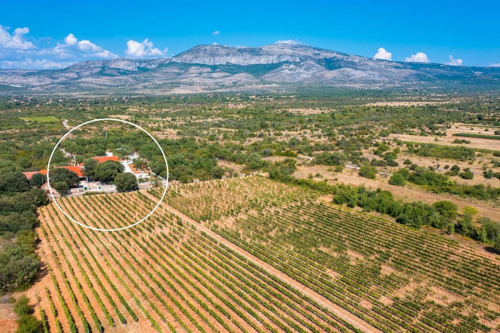 Tosic Estate - Villa, Vineyards and Winery view 5