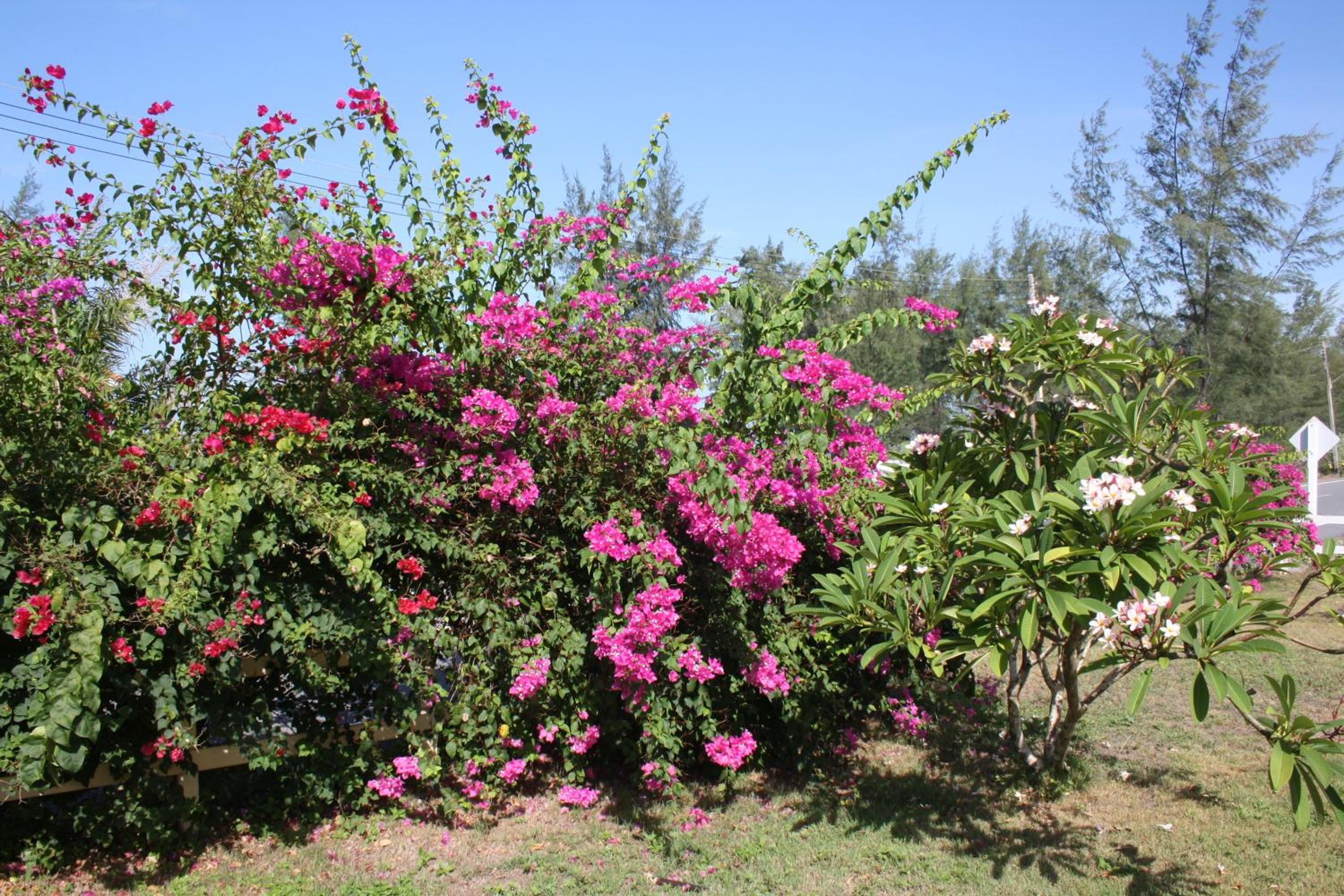 Ao Thai Resort