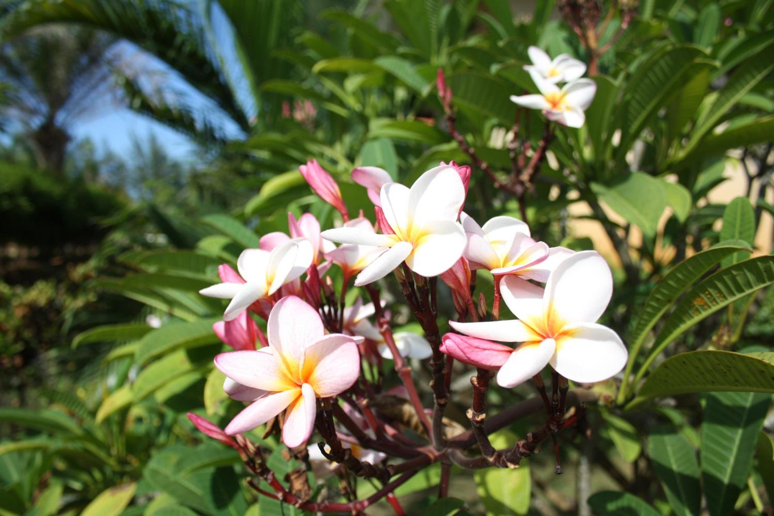 Ao Thai Resort