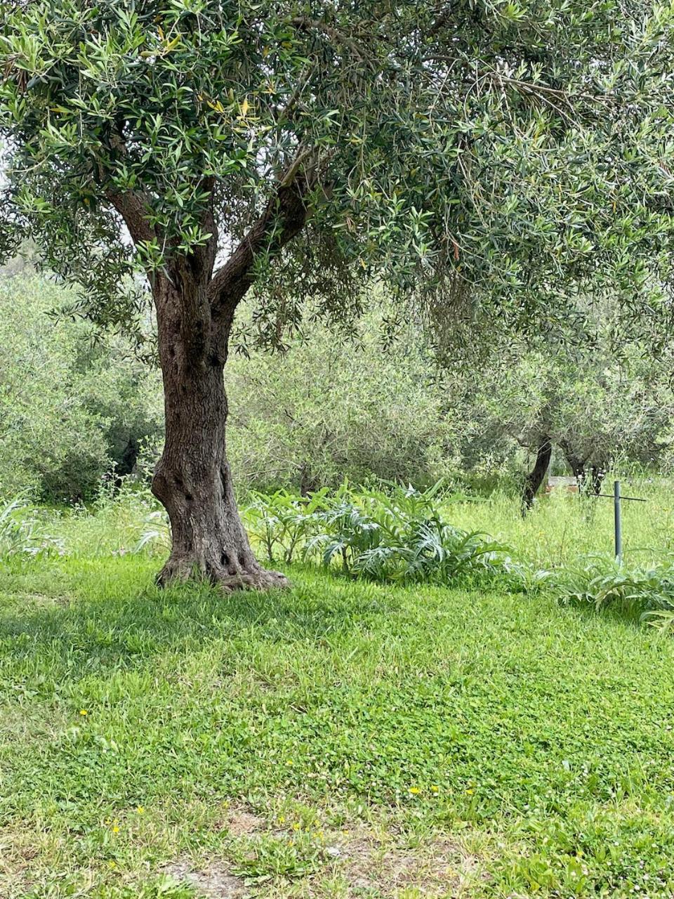 Photo 40