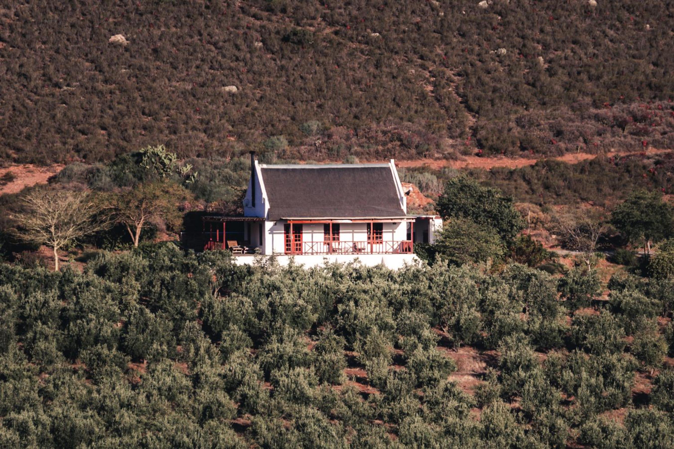 Orange Grove
