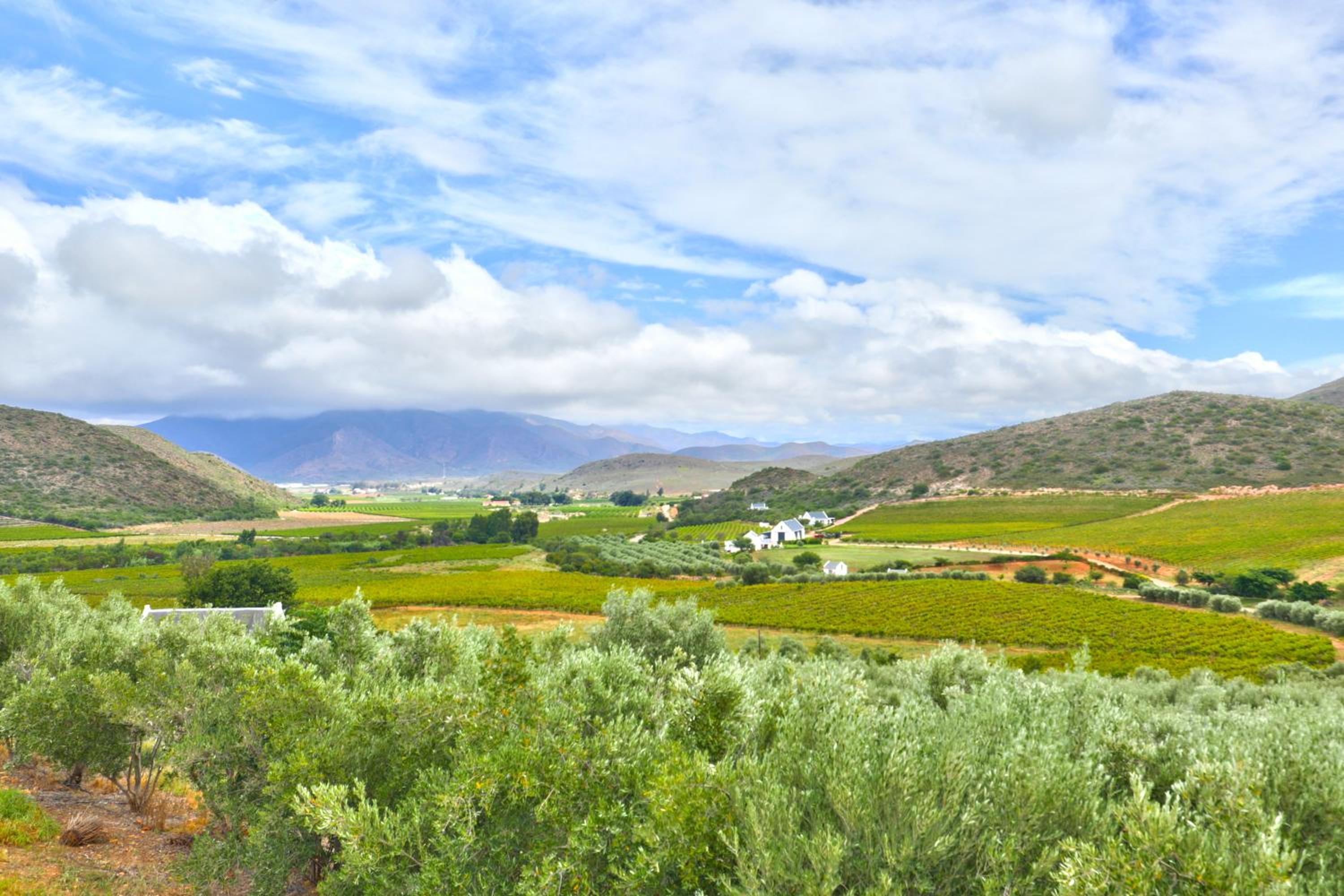 Orange Grove