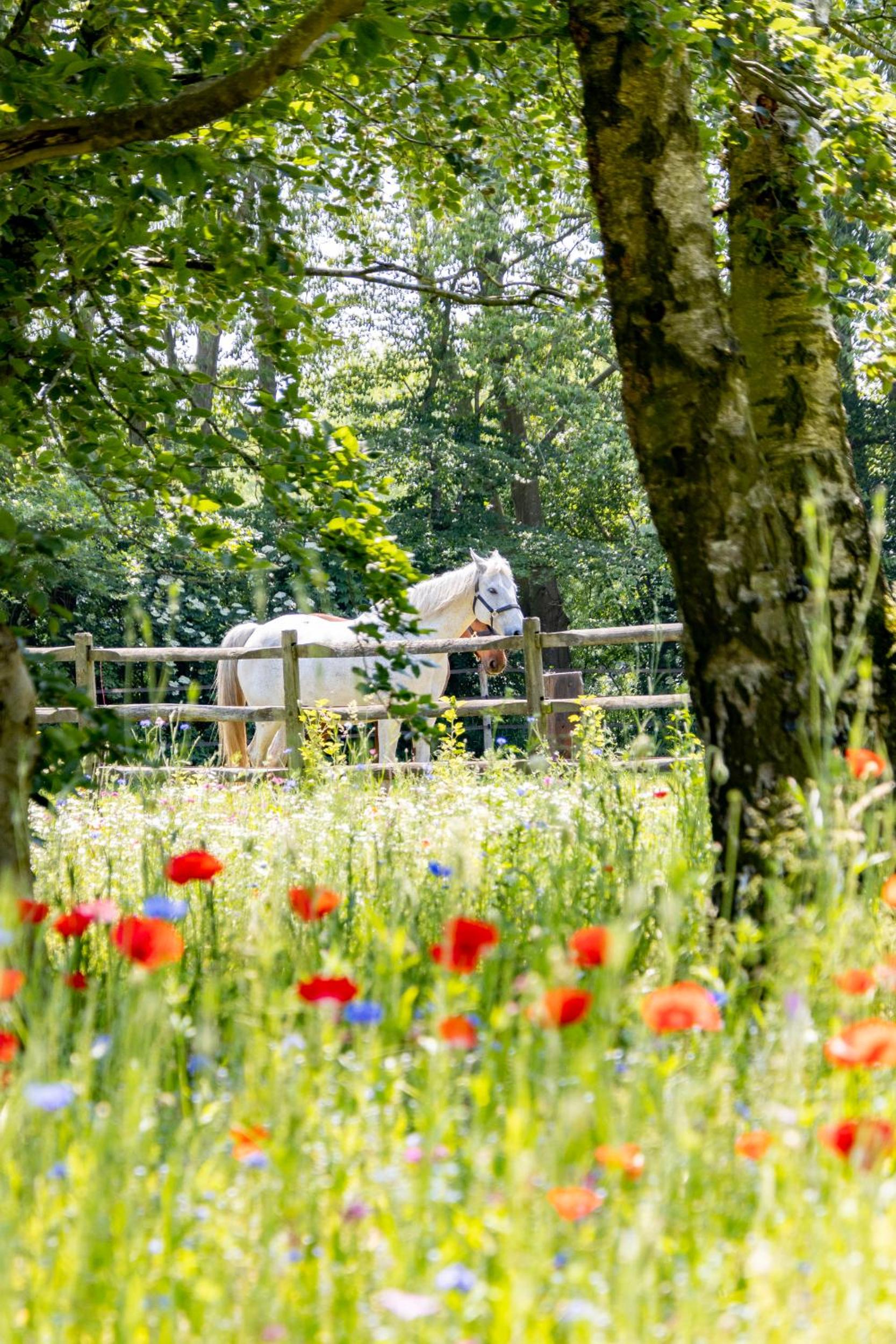 Equilodge 't Blommeke - Reconnect with nature