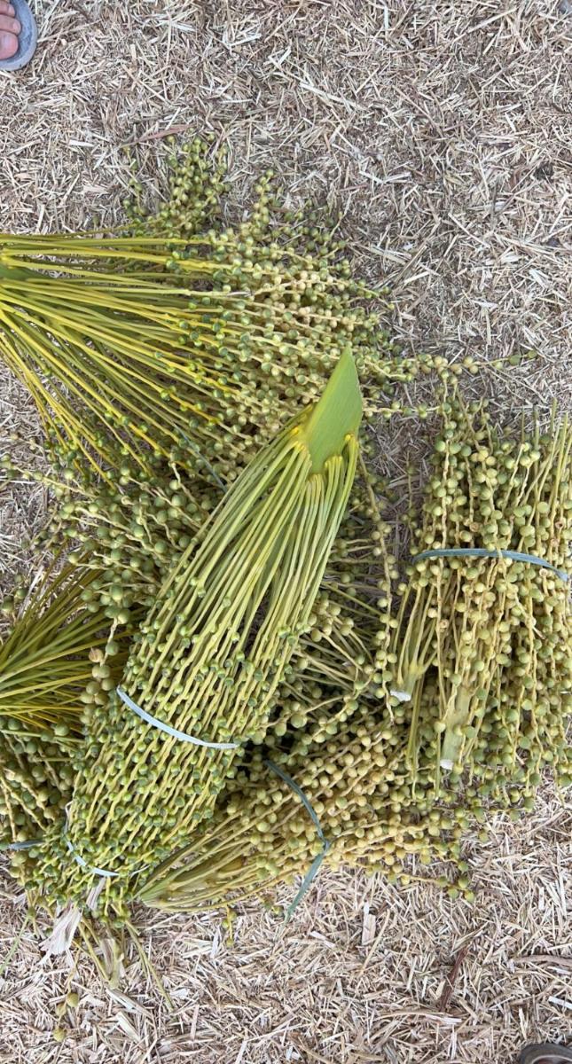 Liwa Nights