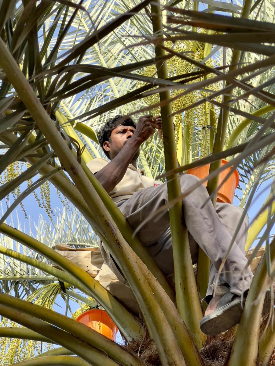 Liwa Nights