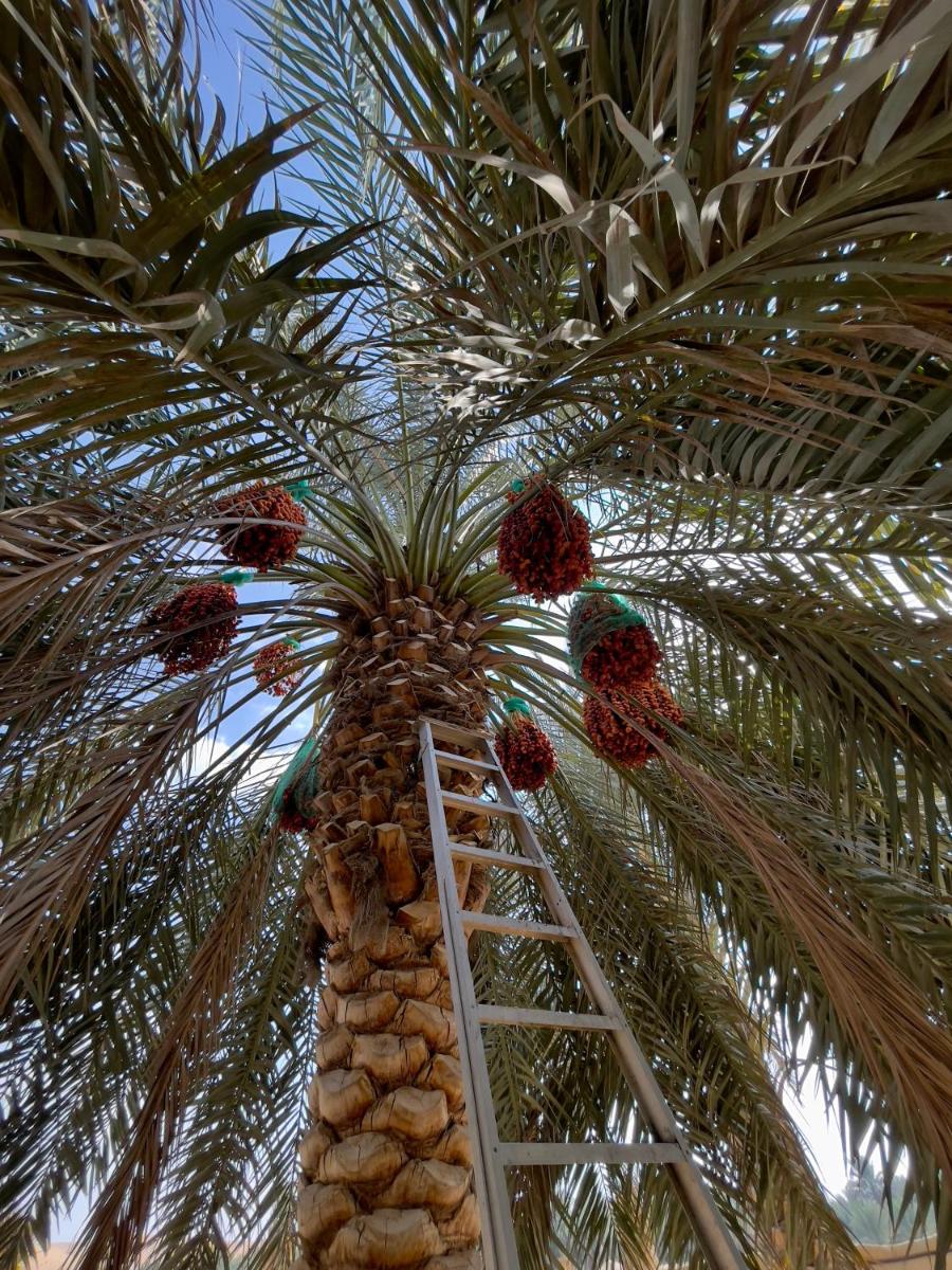 Liwa Nights
