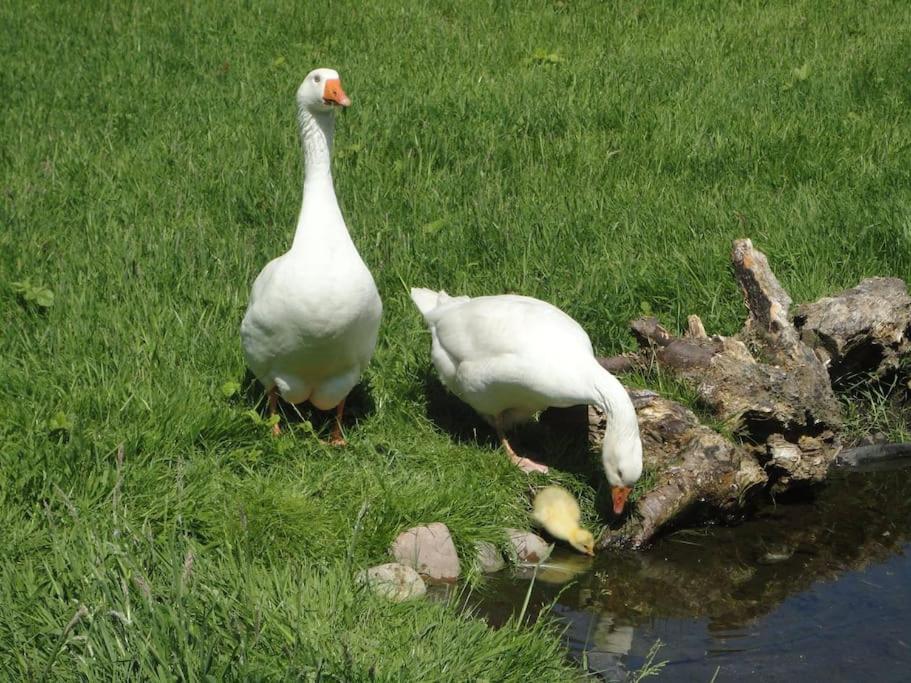 Sonnige Wohnung im Waldgebiet