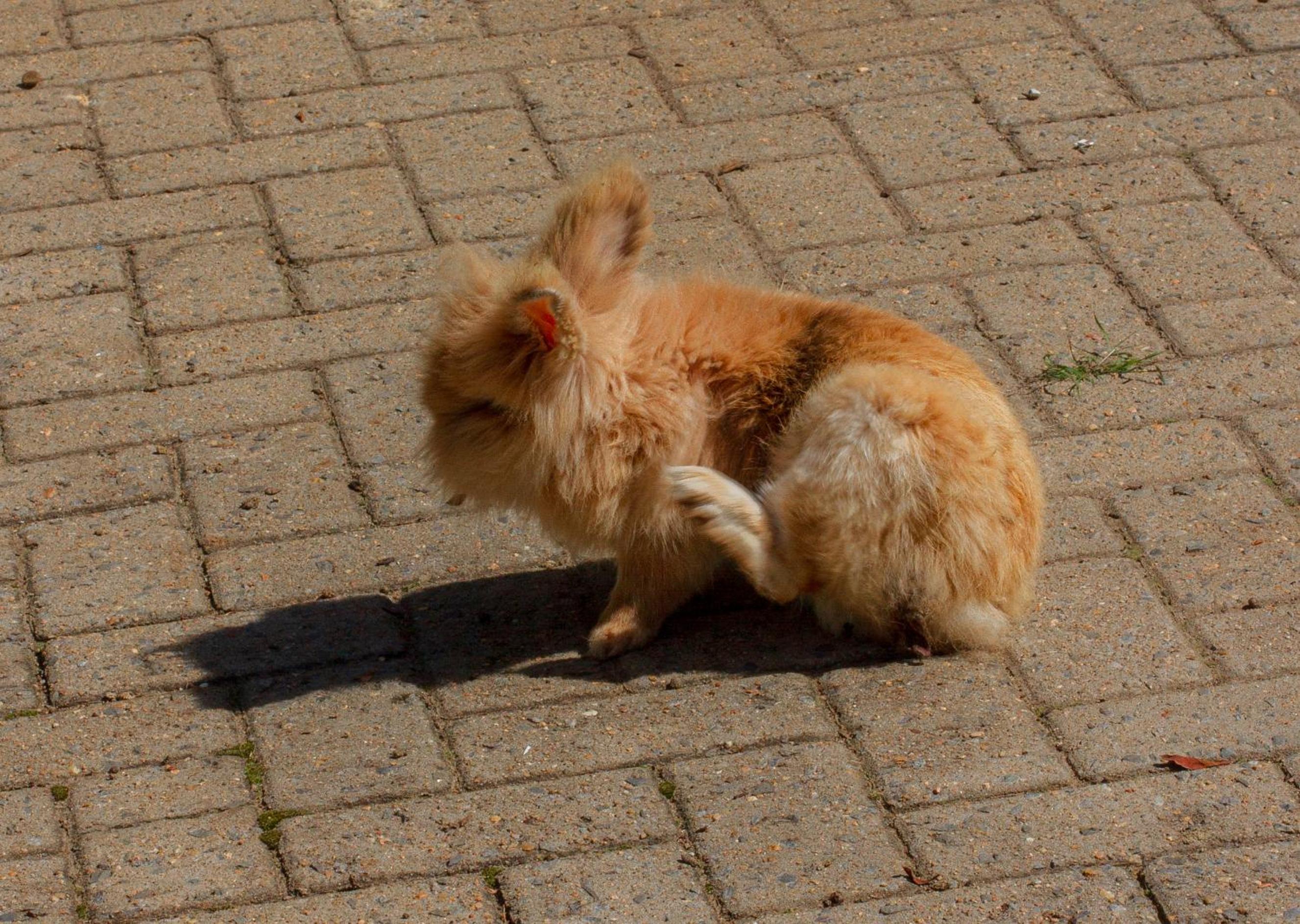 Photo 35