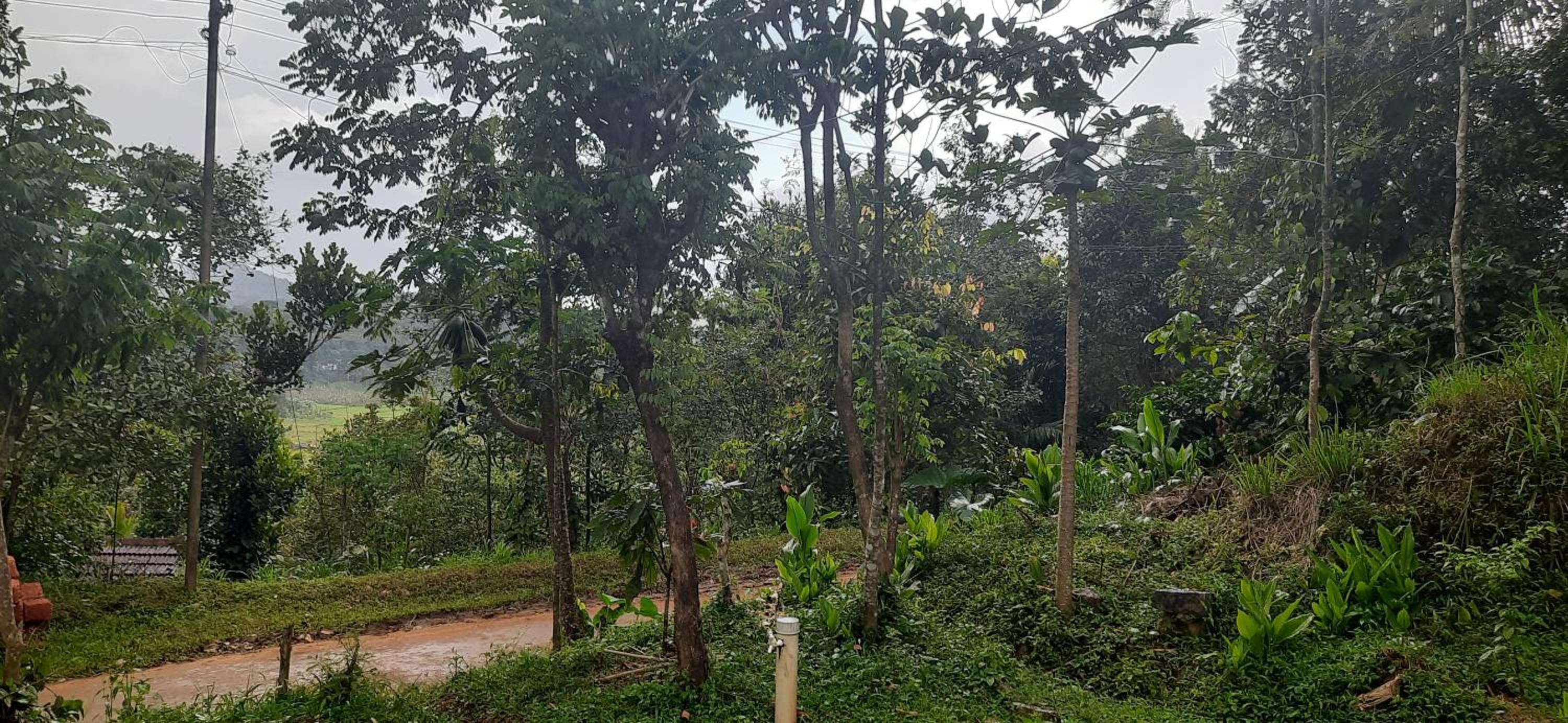 MISTY MOUNT VILLA MANANTHAVADY