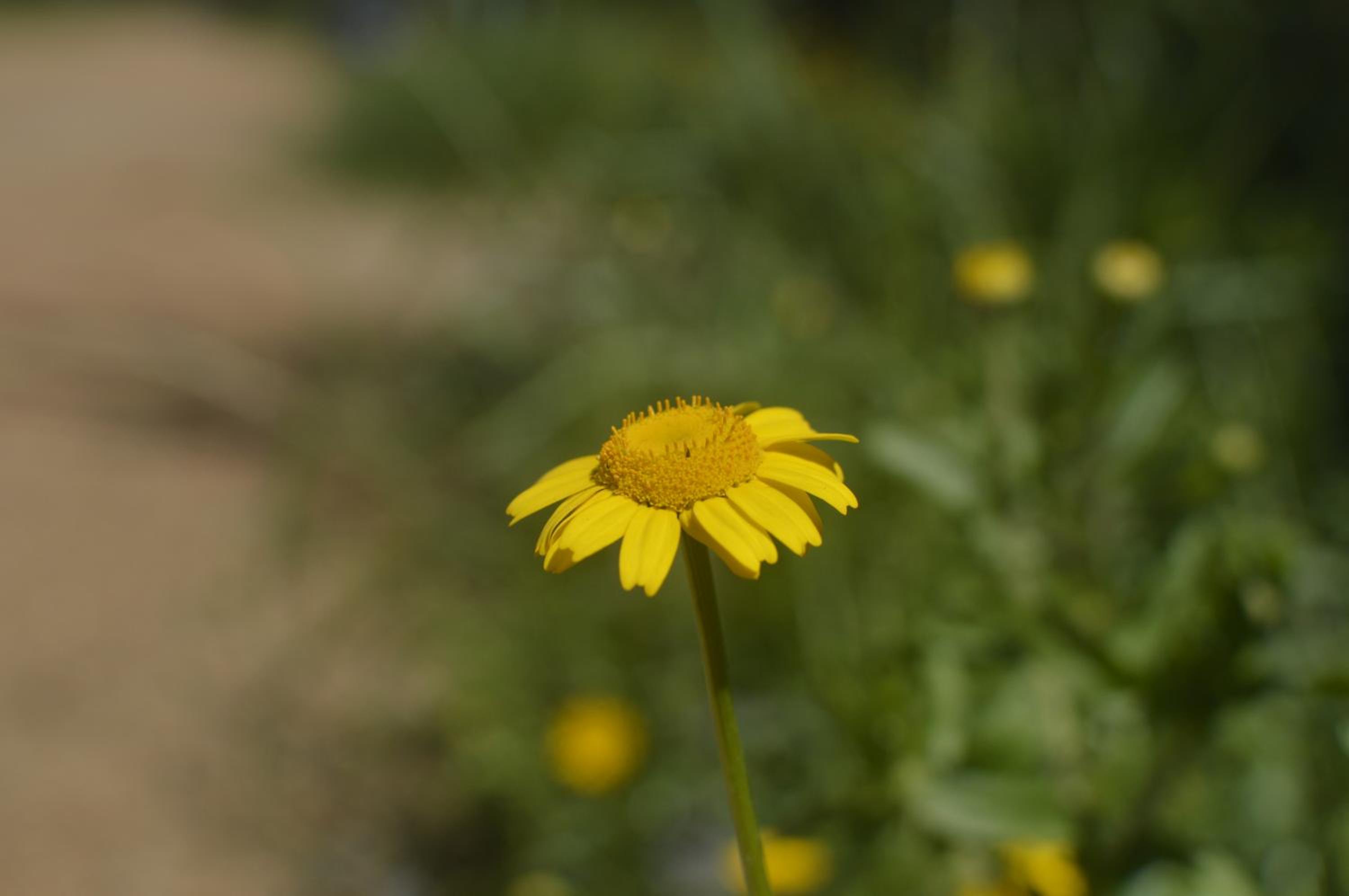 La gran sirena