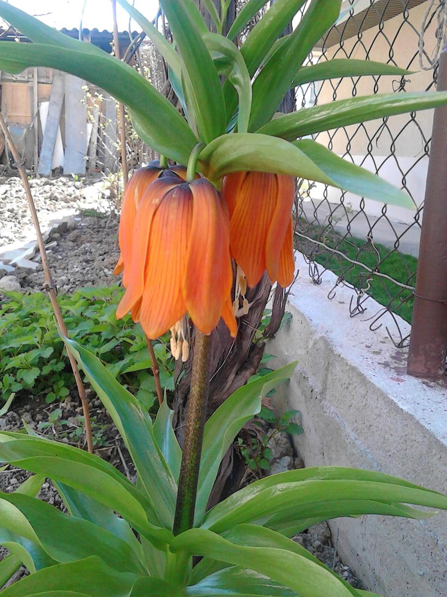 Photo 34