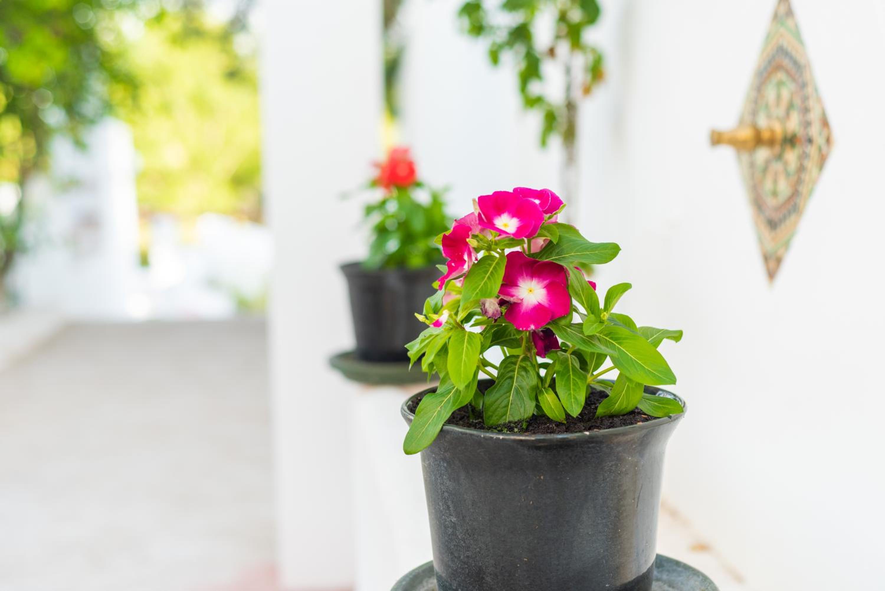 Photo 162