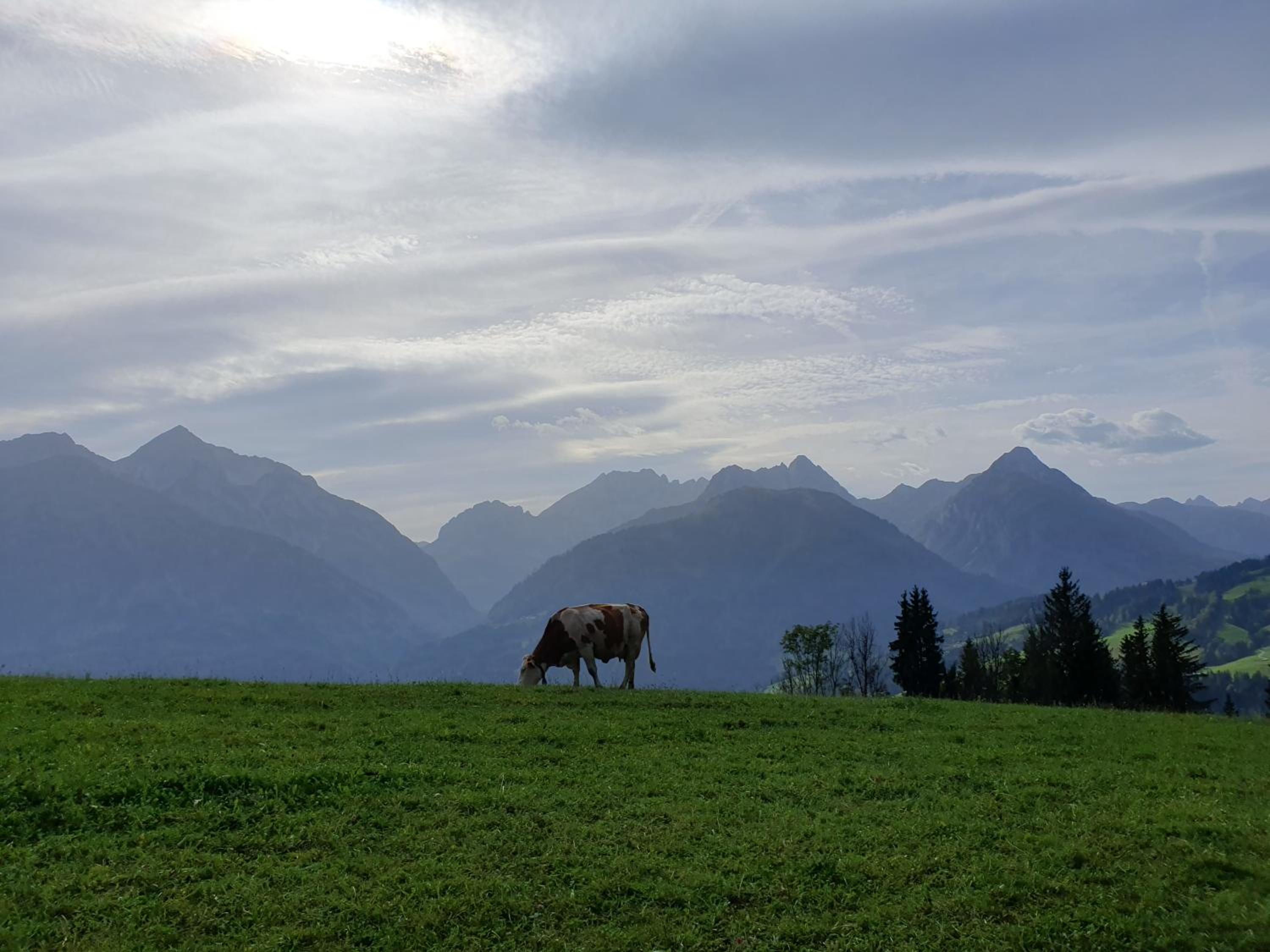 Alpensuss