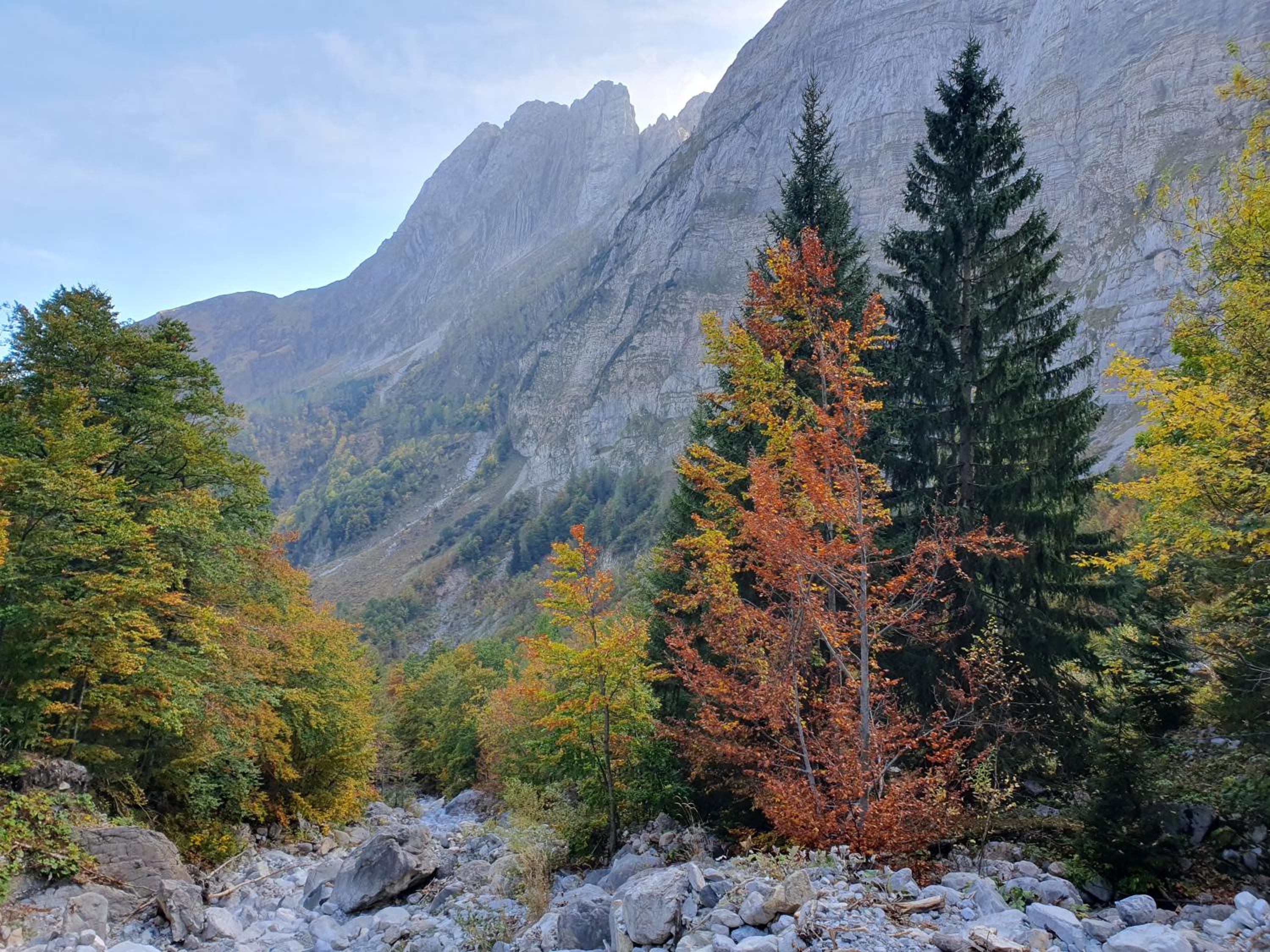 Alpensuss