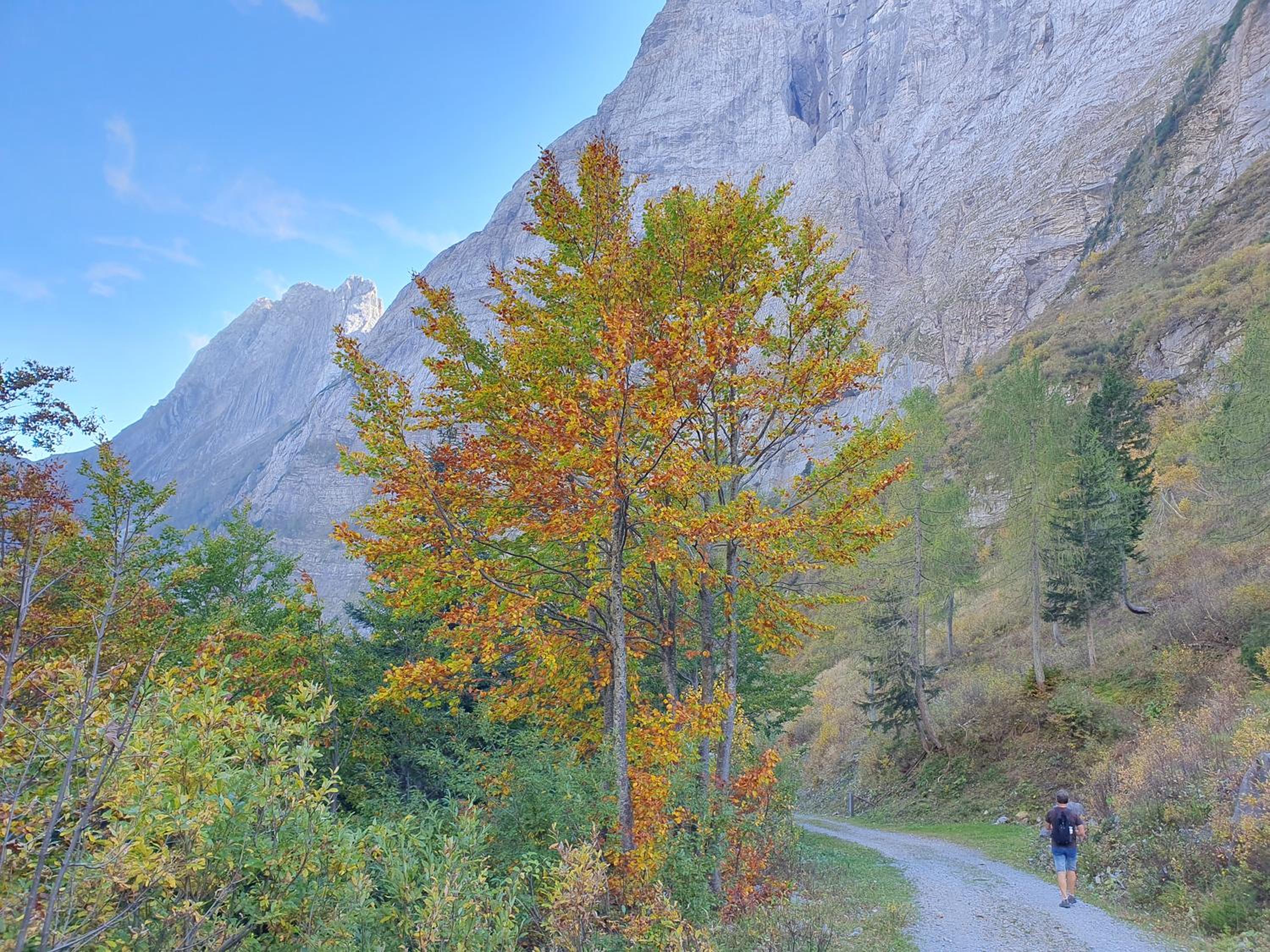 Alpensuss