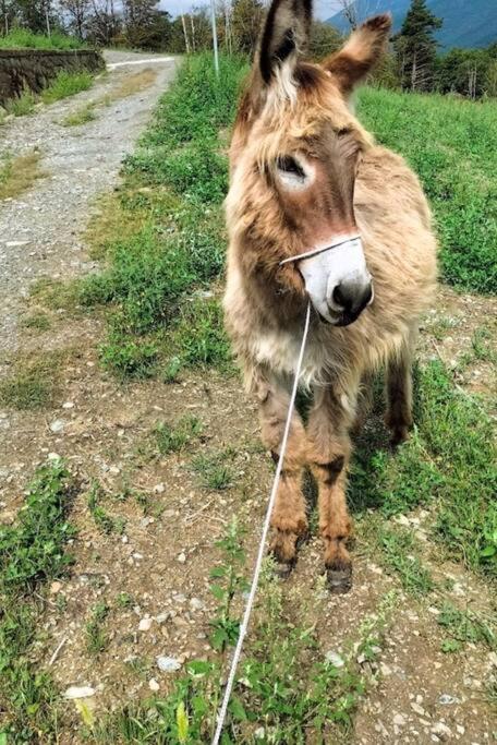 Appartamento di montagna LO GROP