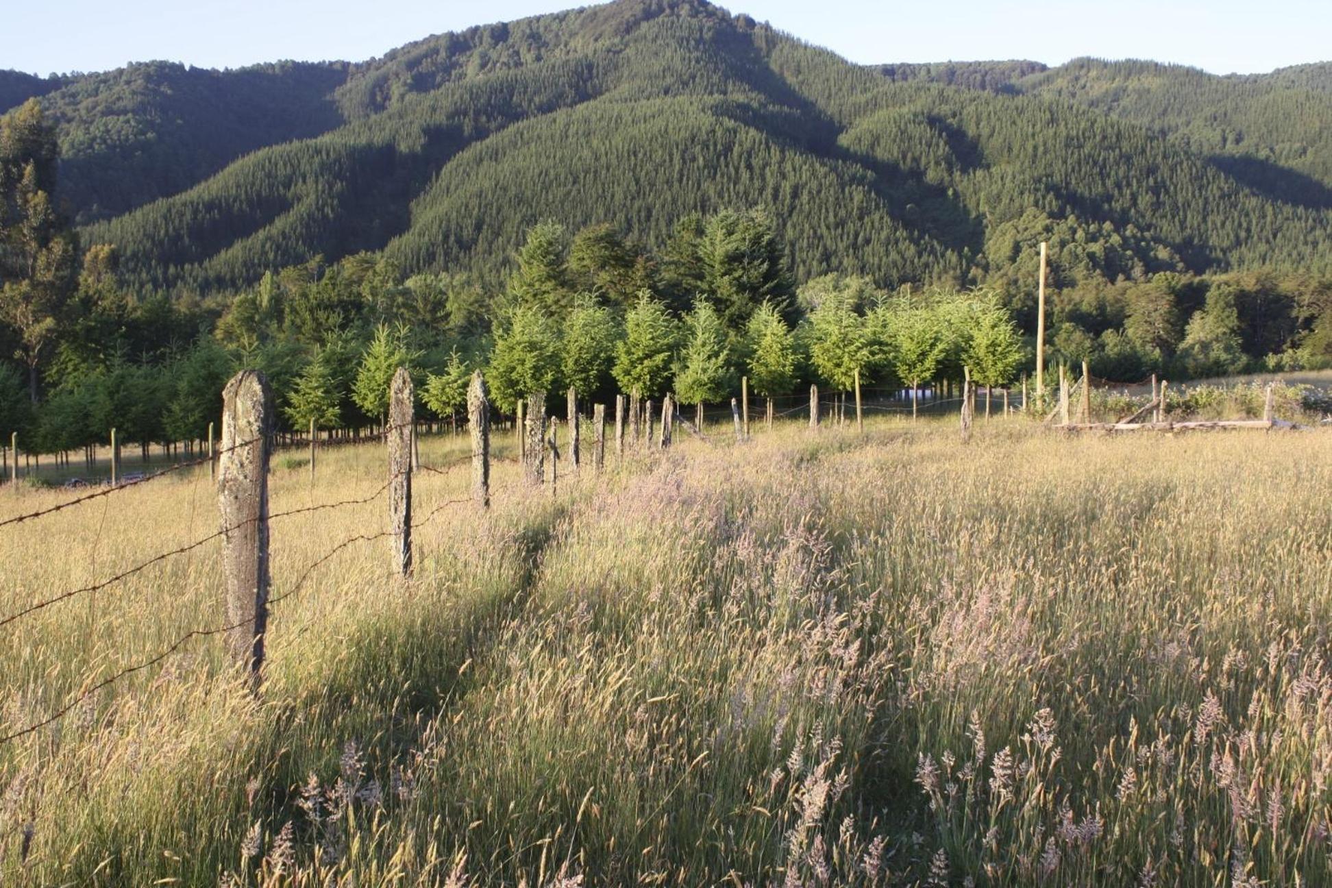 Cabaña Aroma de Campo