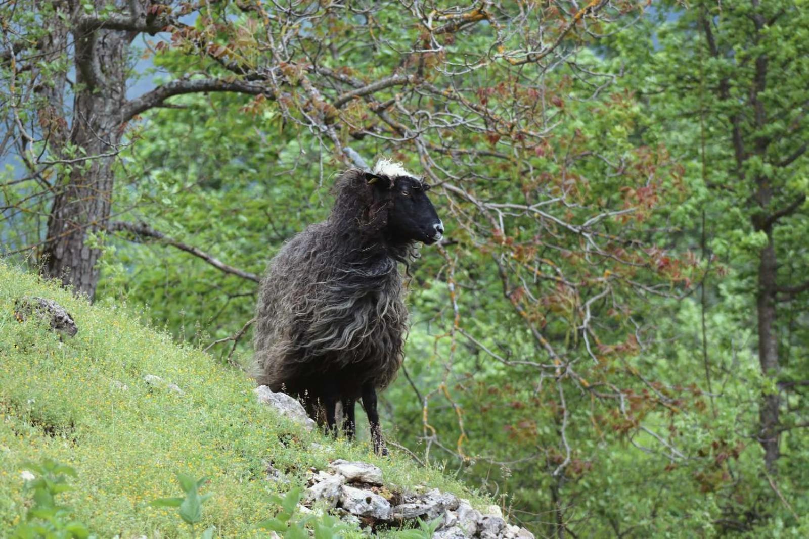 Domacinstvo na kraju svijeta