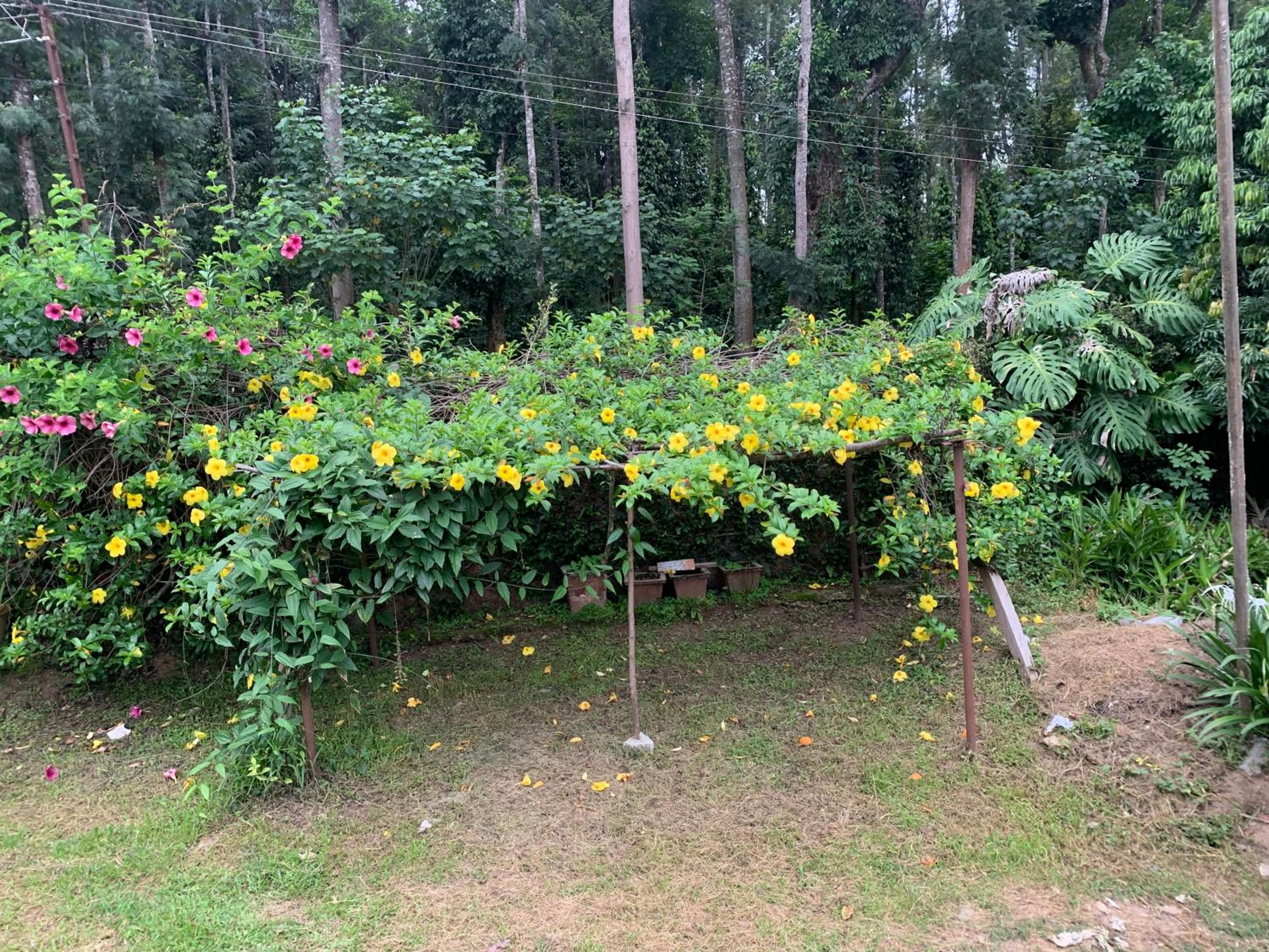 Planters punch bungalow view 3