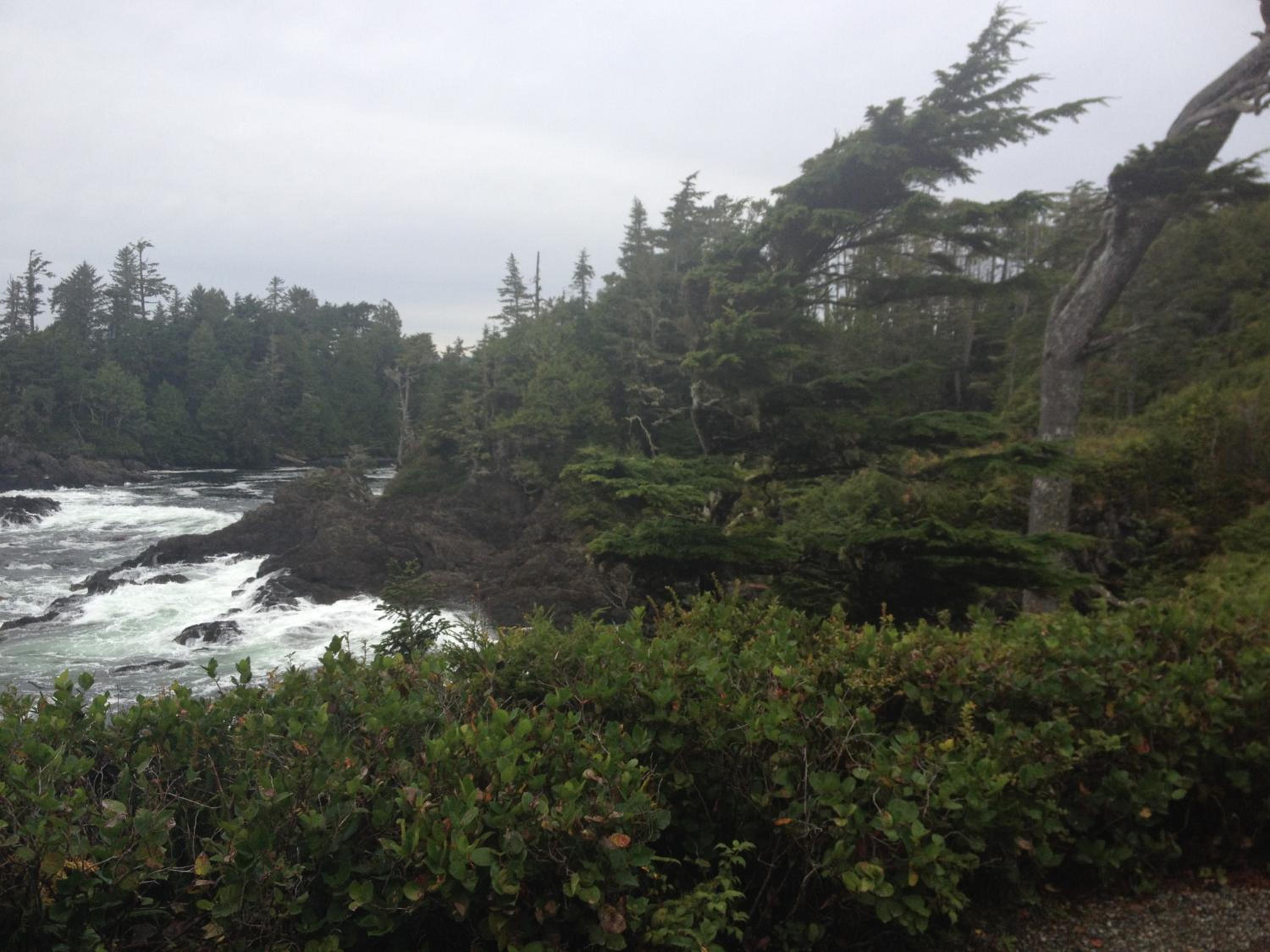 Forest by the Sea Rentals
