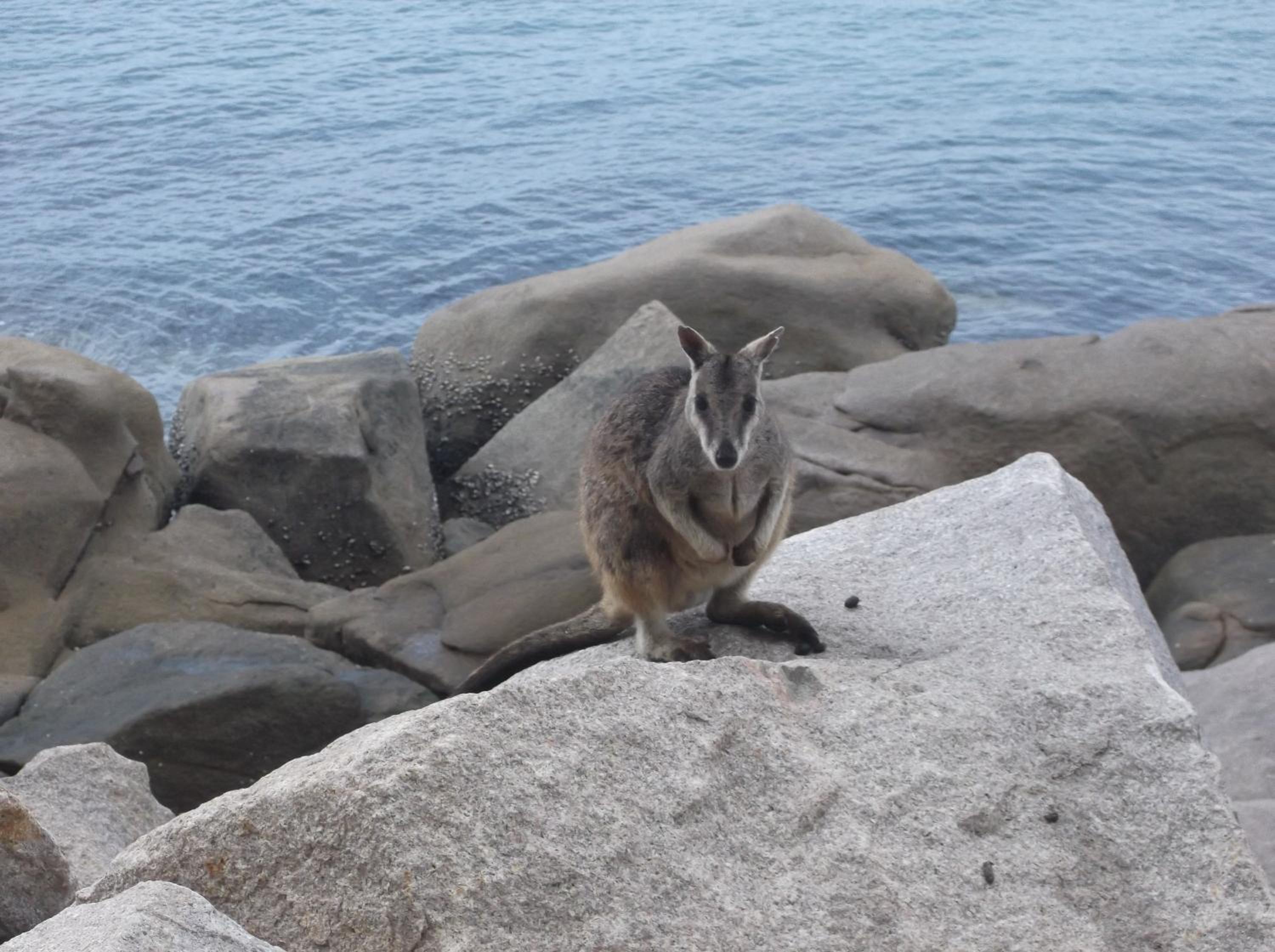 Panoramic Ocean Views 2 bed/2 bath Unit, Nelly Bay