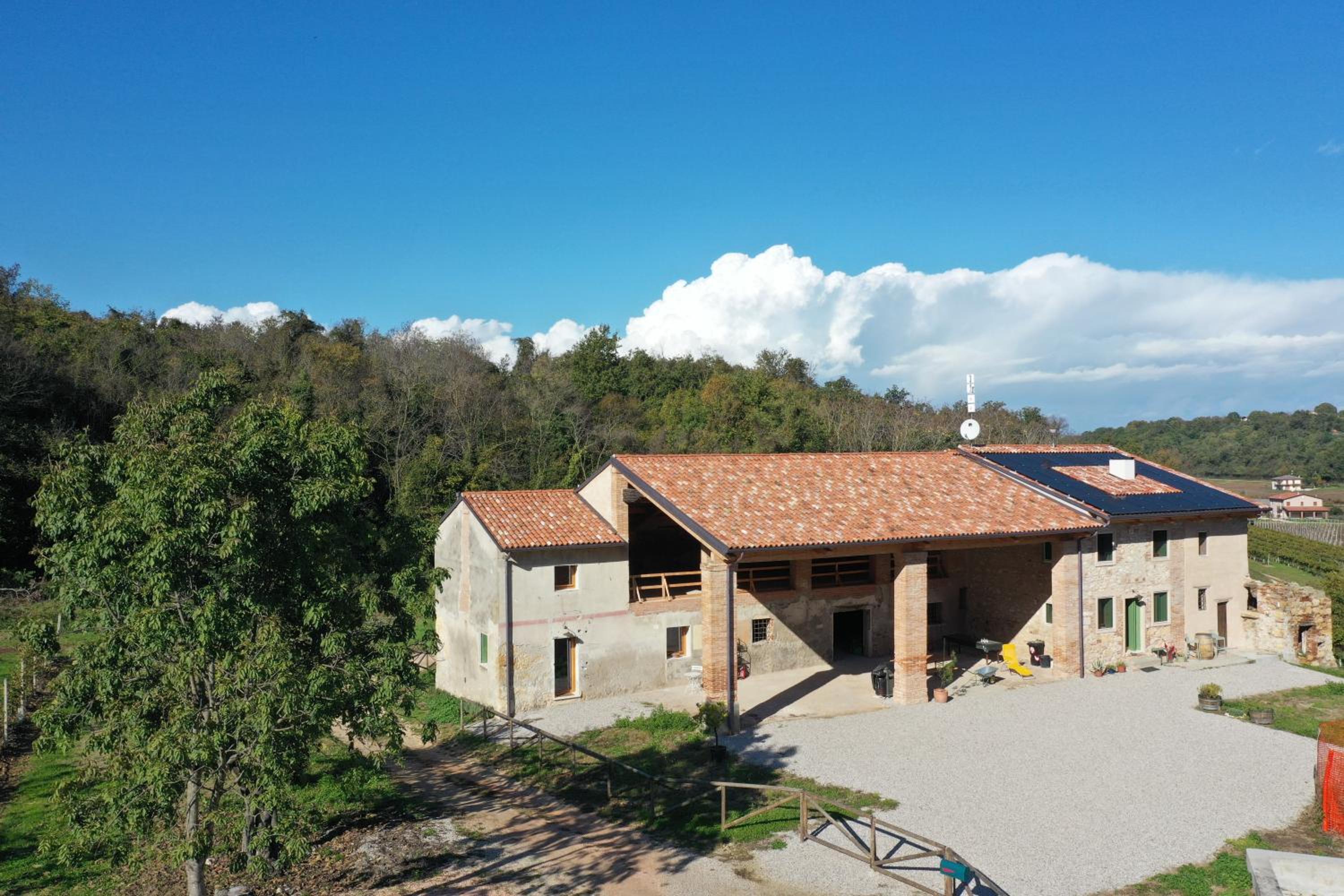 Palladio Vineyard